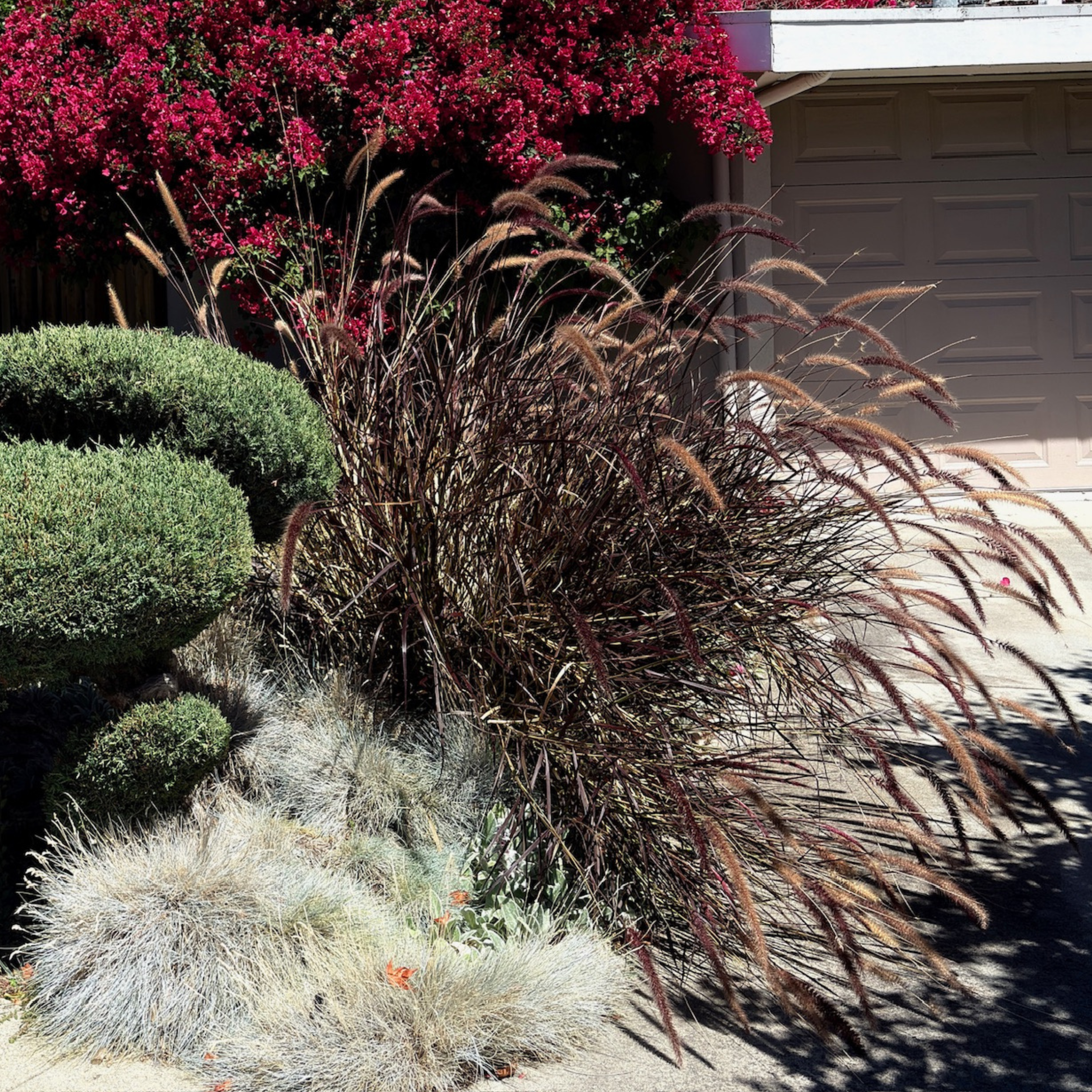 Desert Grasses Drought Tolerant Ornamental Grasses  Victory Nursery