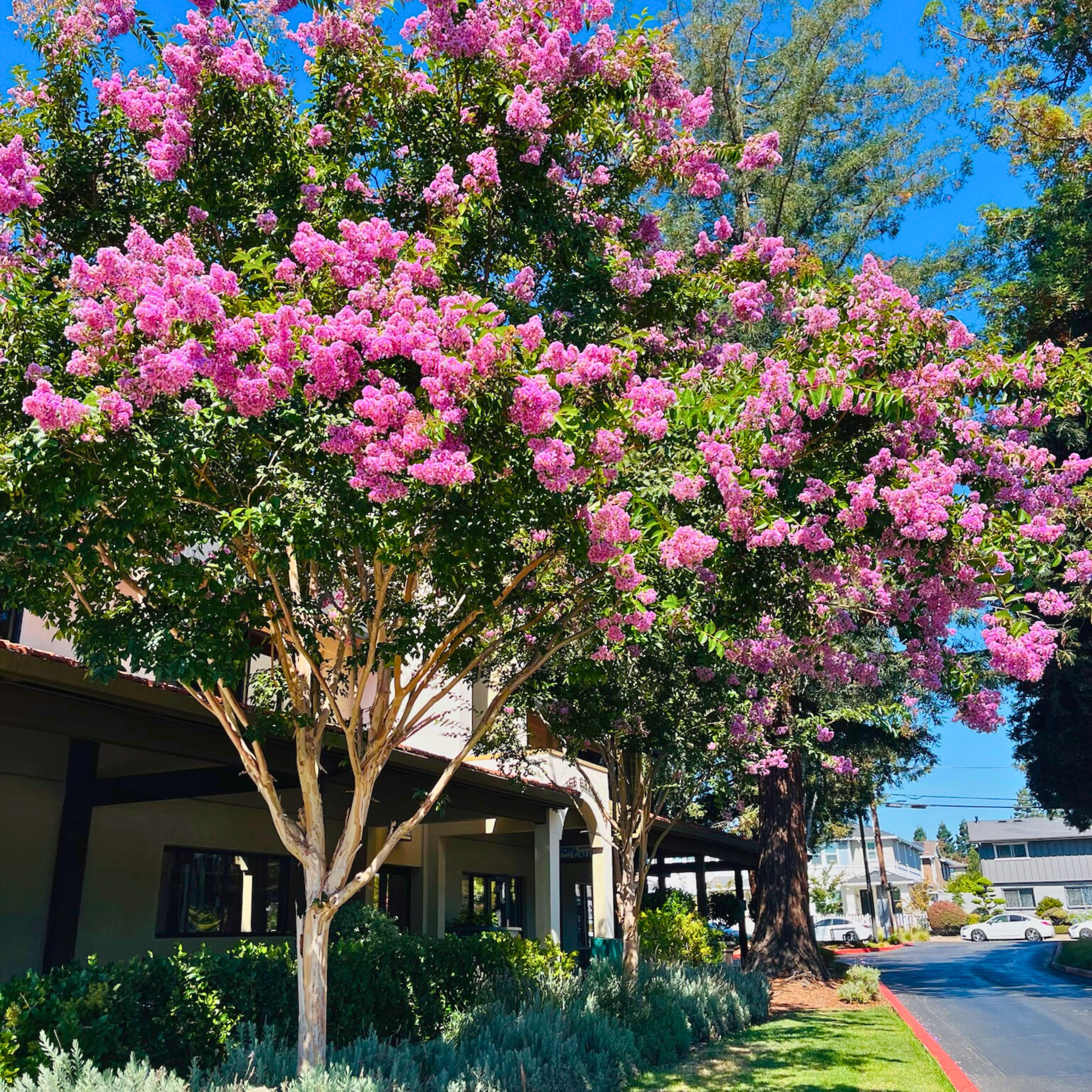 Flowering Trees for California Gardens | Seasonal Blooms