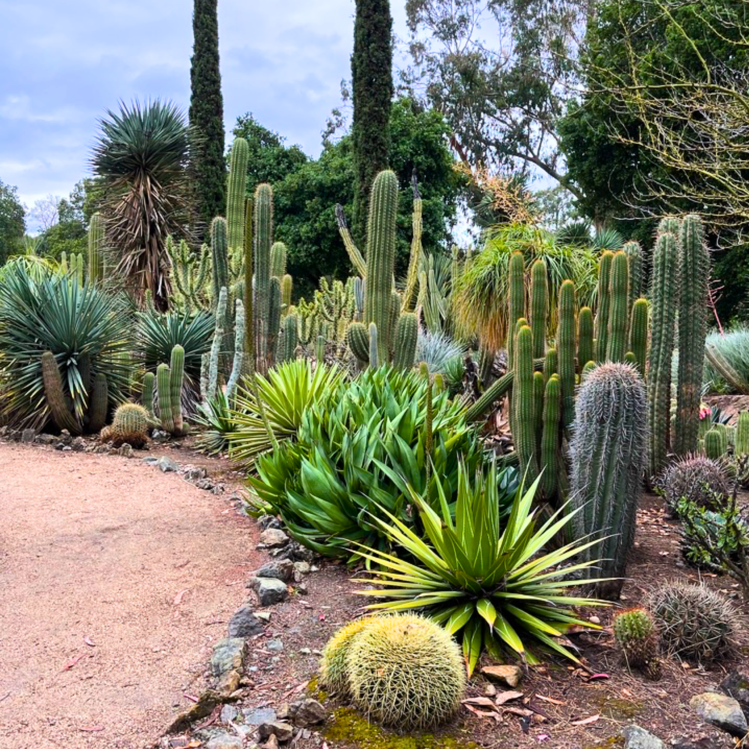 Succulents & Cacti for Bay Area Gardens | Local Free Delivery over $199   Victory Nursery