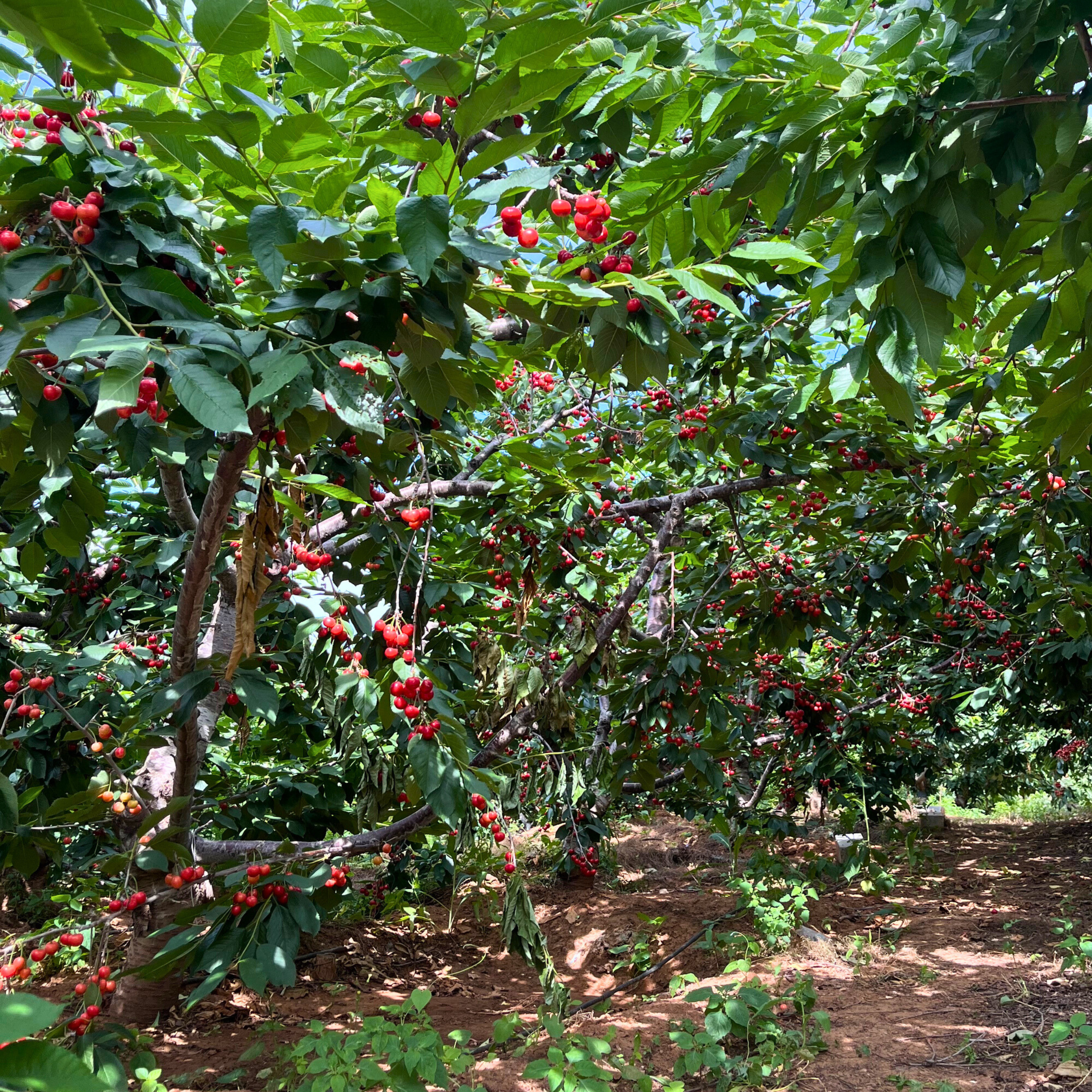Fruit Trees for Bay Area Gardens | Local Free Delivery Over $199