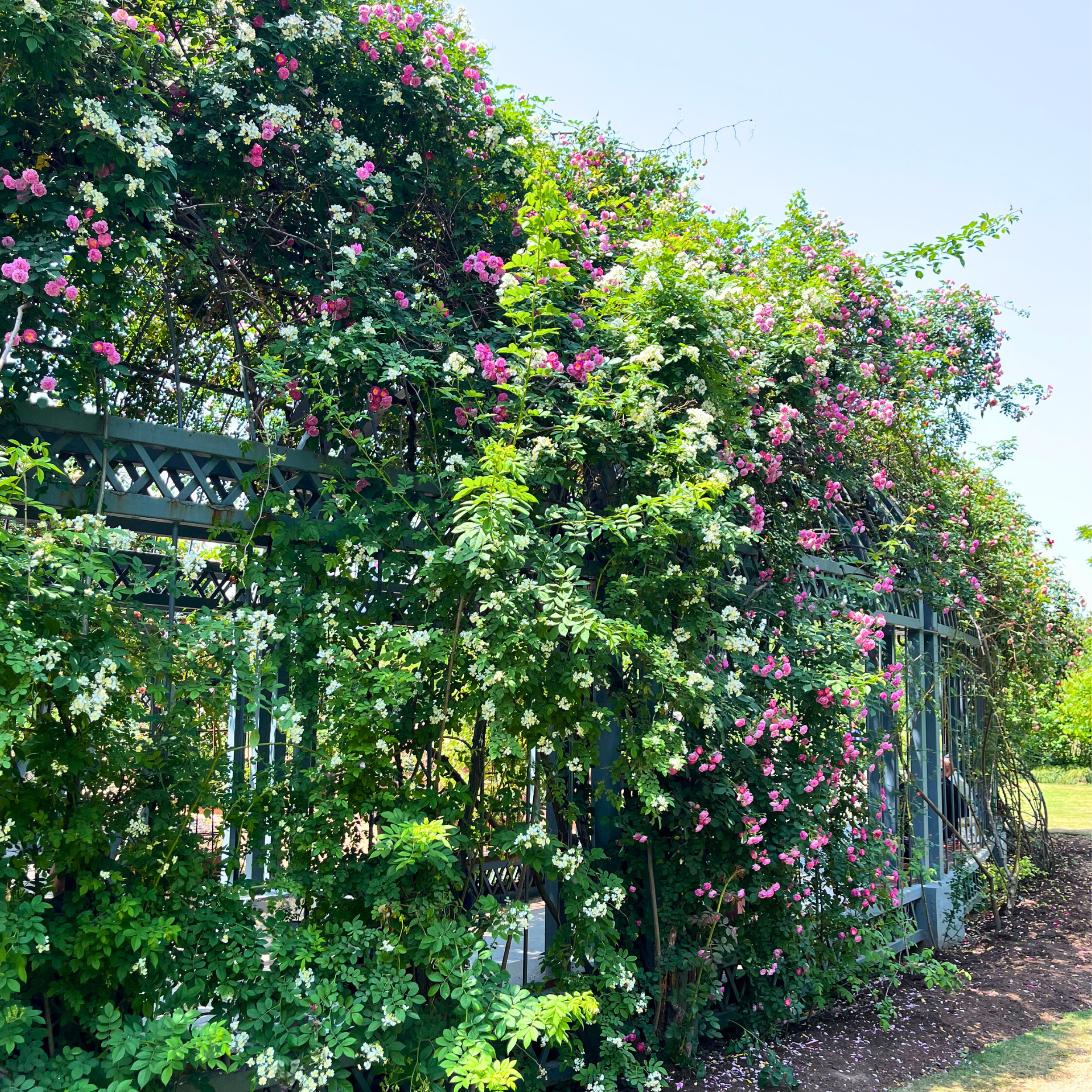 Climbing Plants & Vines for Bay Area Gardens | Local Delivery Over $199   Victory Nursery