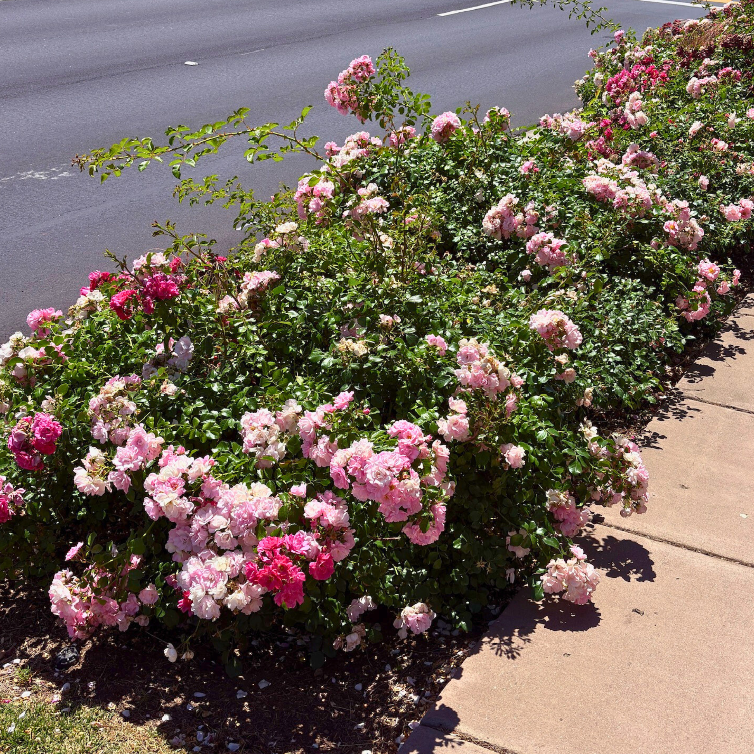 Ground Cover Roses | Low Growing Landscape Roses  Victory Nursery