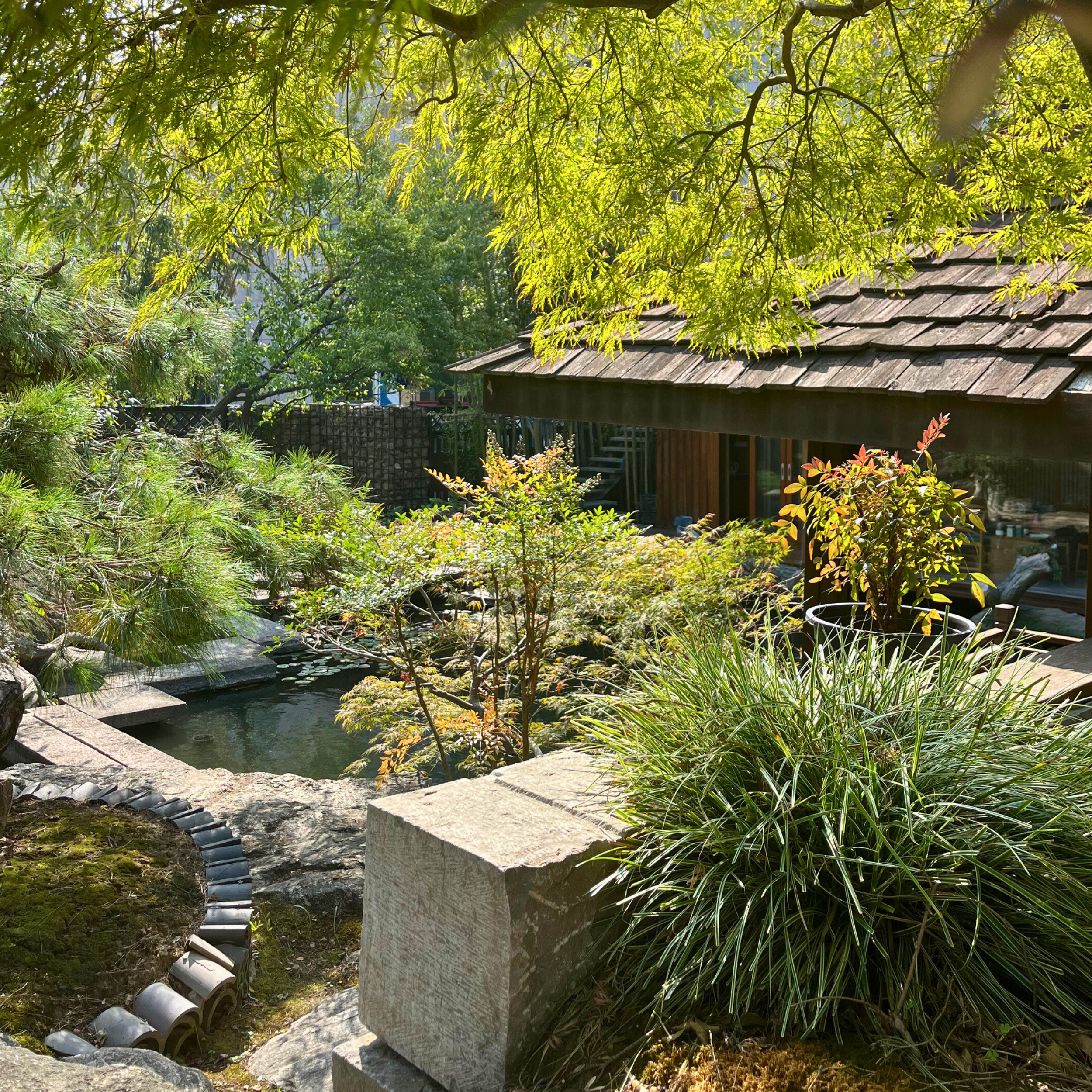 Oriental Garden Plants | Japanese Maples, Bamboo & Sculptural