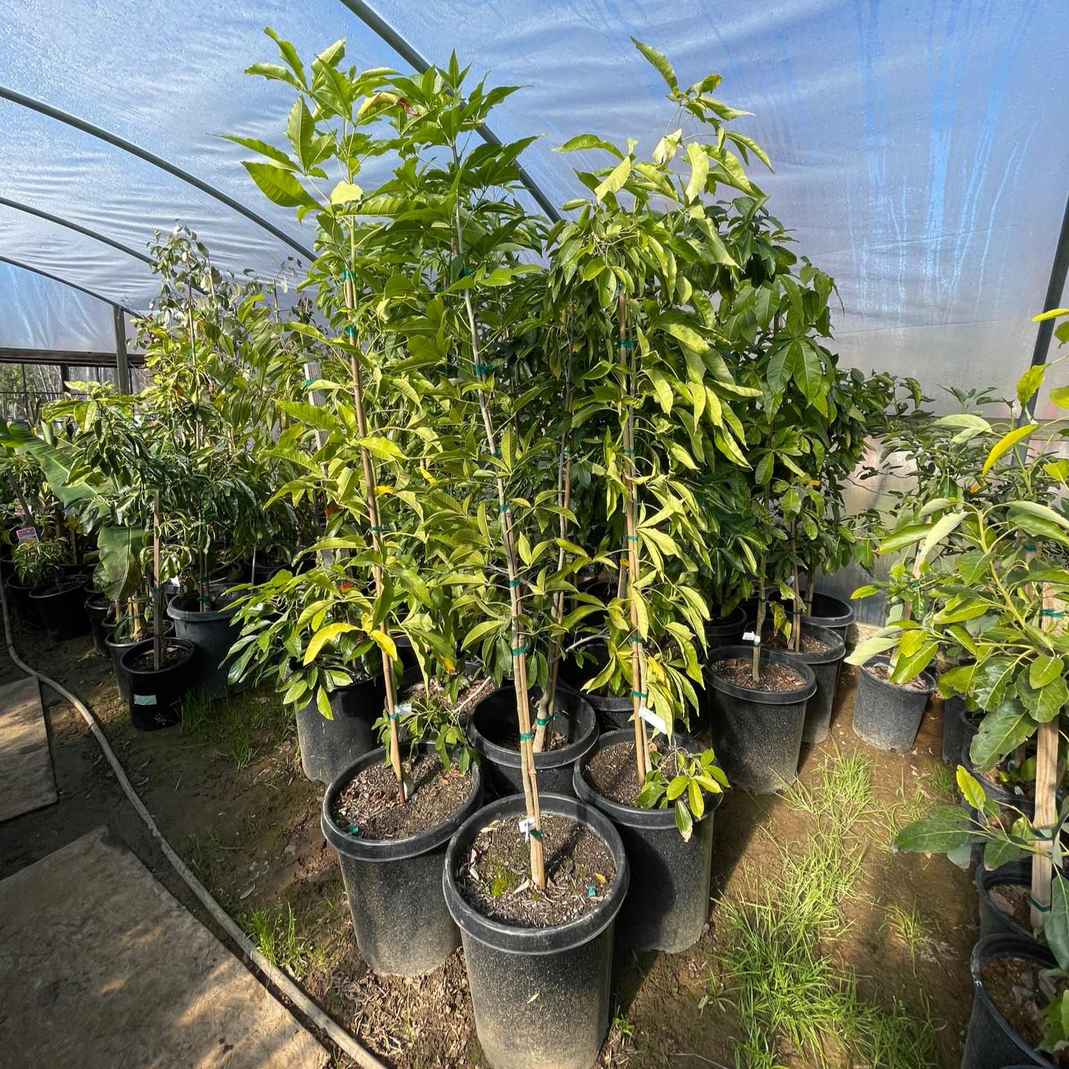 hass avocado plants Hass Avocado Tree