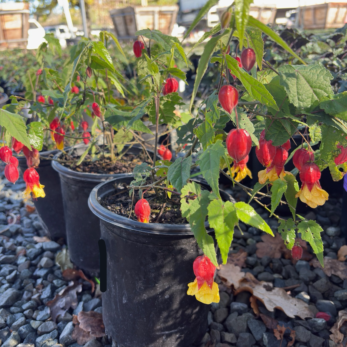flowering maple indoor plant Flowering Maple Abutilon