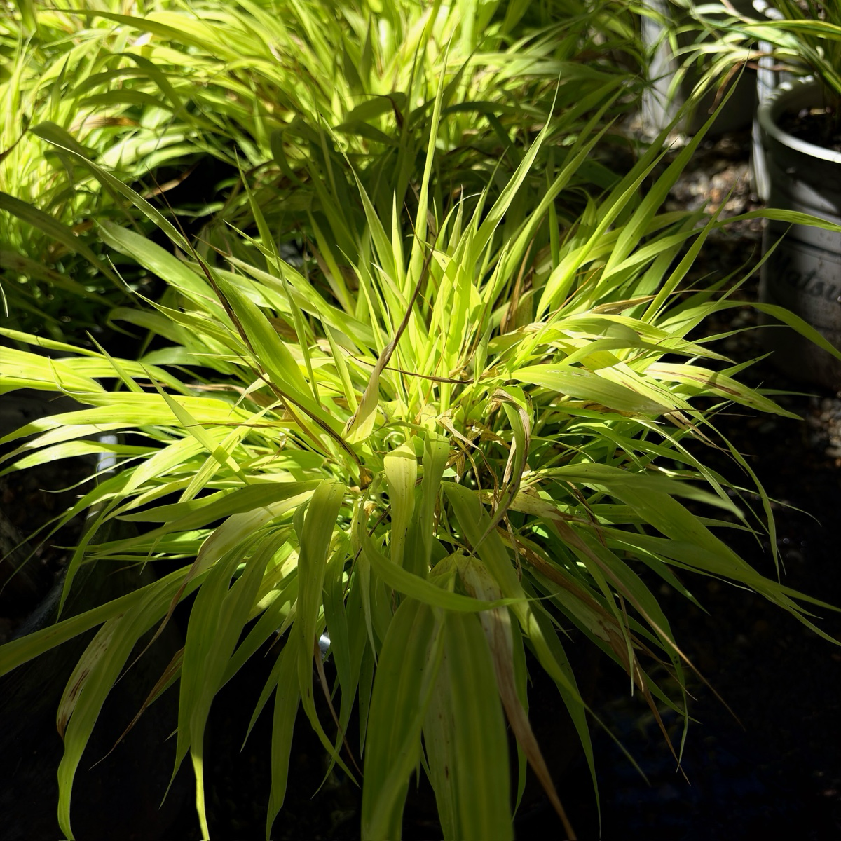 All Gold Japanese Forest Grass | Vibrant Golden Ornamental Grass