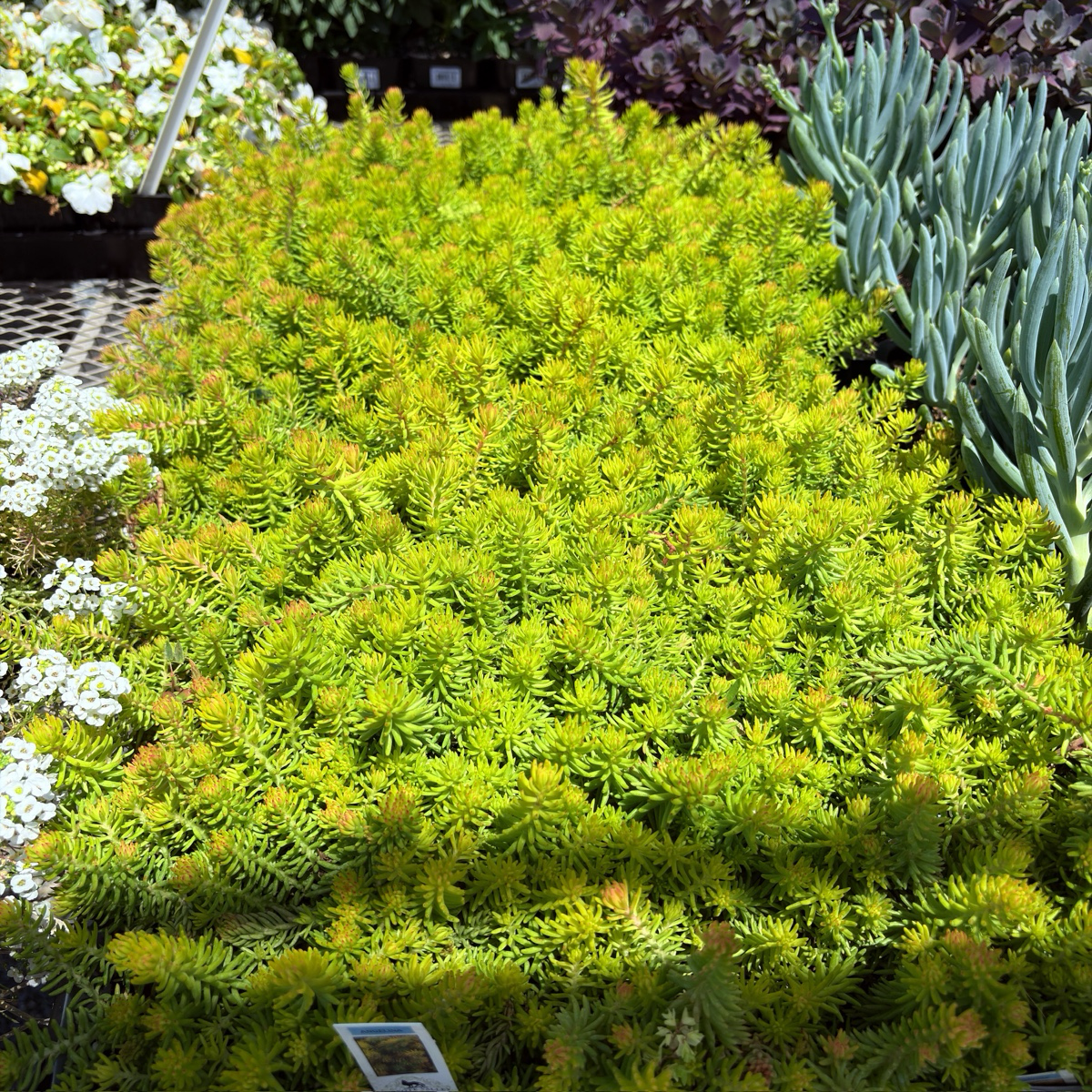 Angelina Stonecrop | Golden Yellow Groundcover Sedum  Victory Nursery