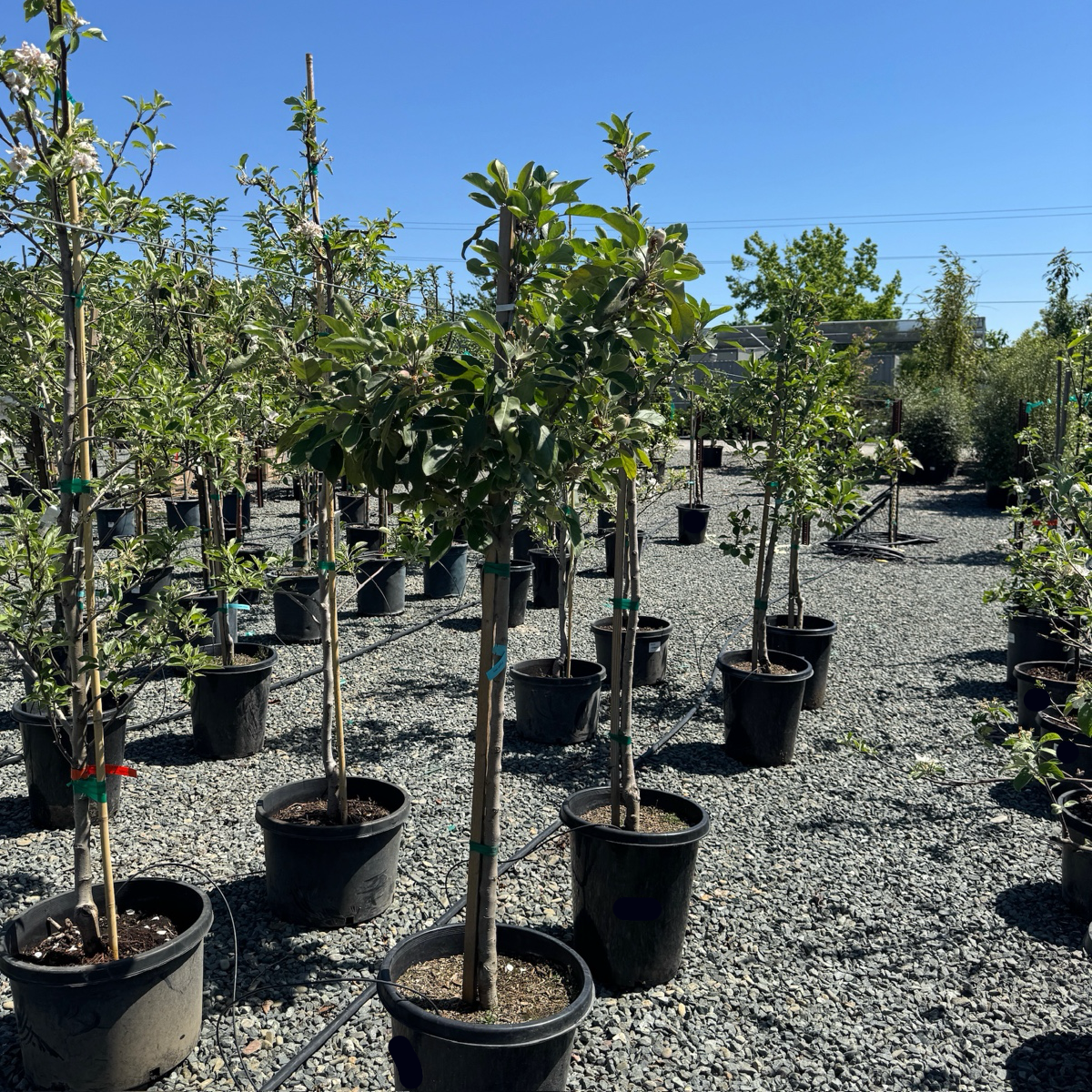 果物 Anna Anna Apple Tree | Low-Chill Sweet-Tart Apple Variety – Victory Nursery