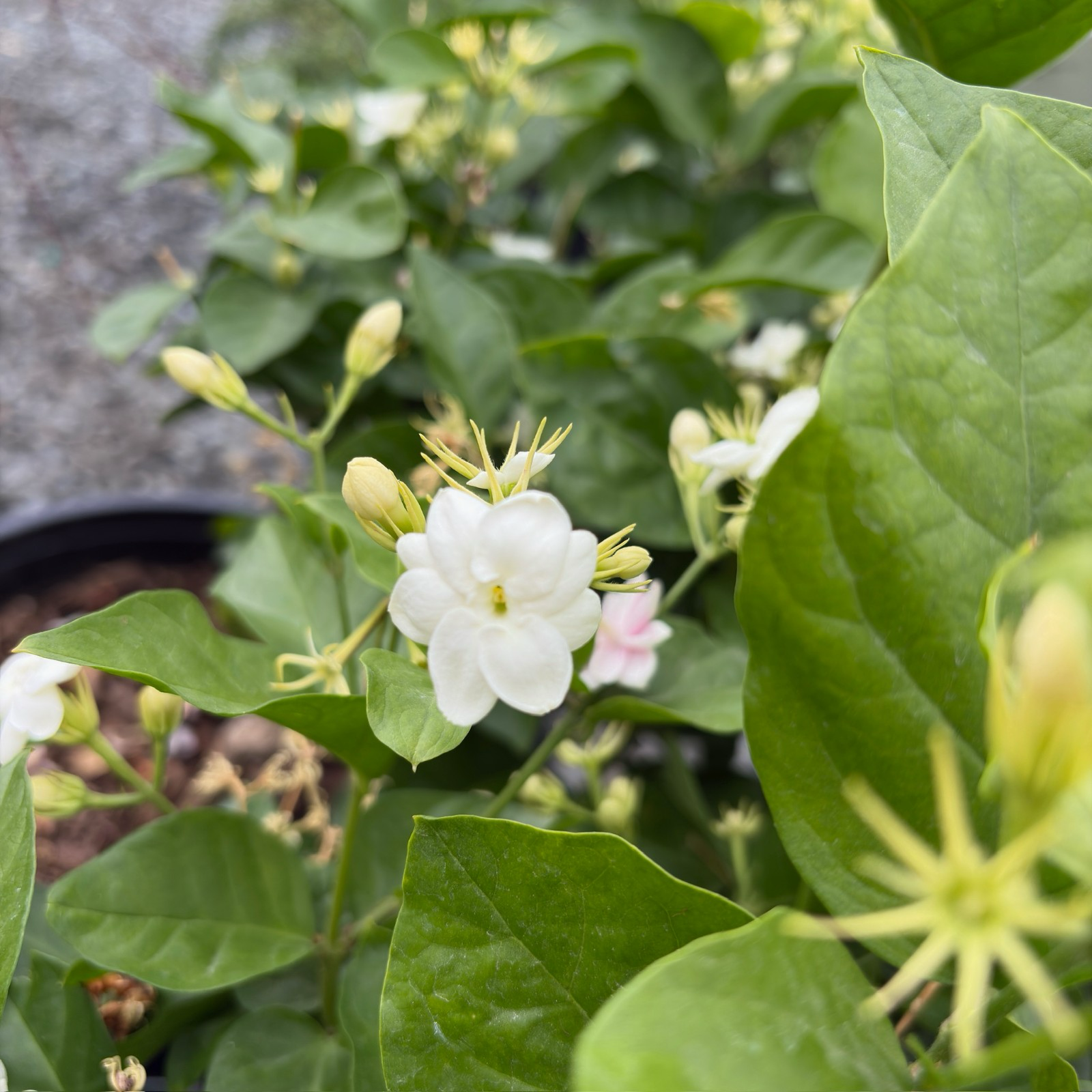 arabian jasmine indoor plant Arabian Jasmine