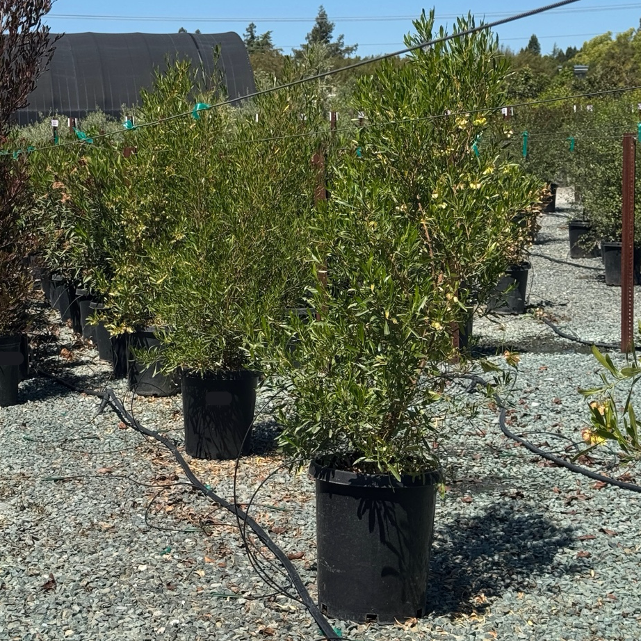 Arizona Green Hopseed Bush | Dense Drought Tolerant Evergreen