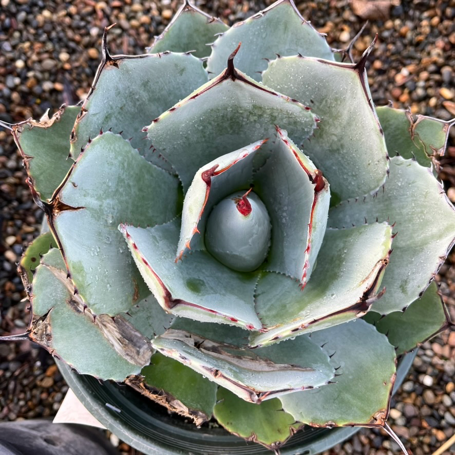 artichoke looking succulent Artichoke Agave