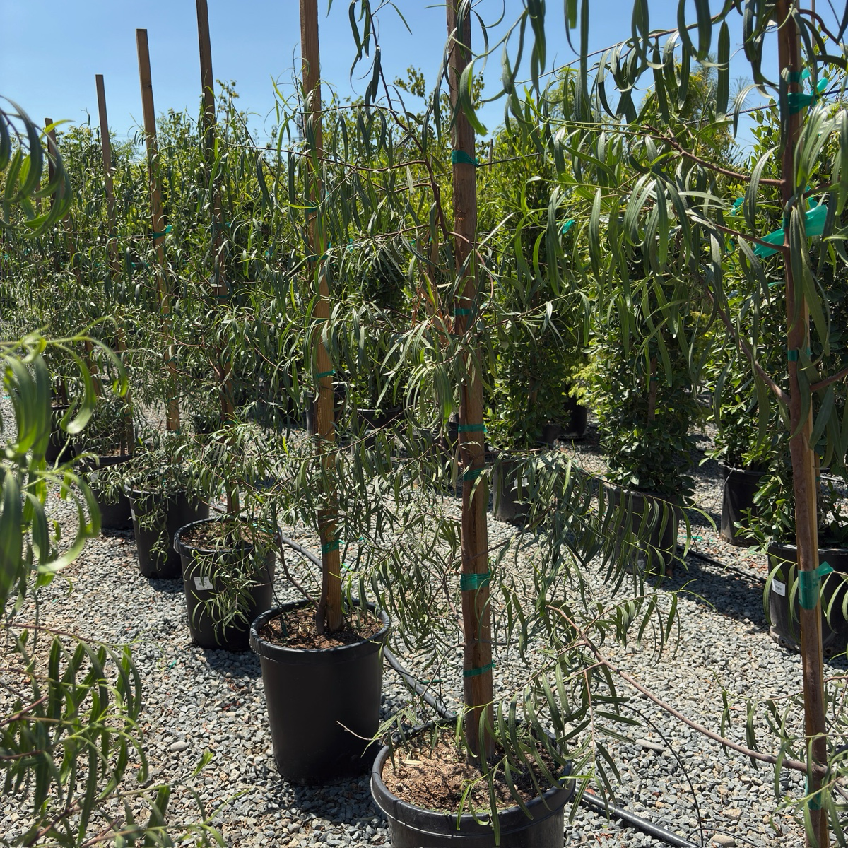 willow potted plant Australian Willow