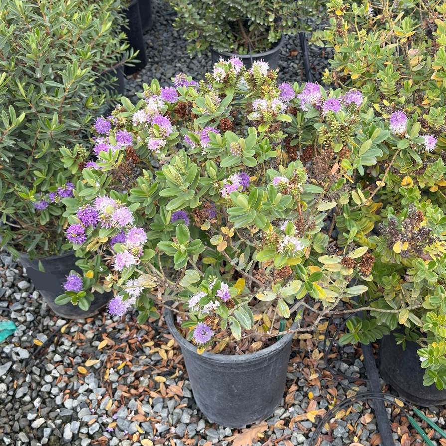 hebe plant in pots Autumn Glory Hebe