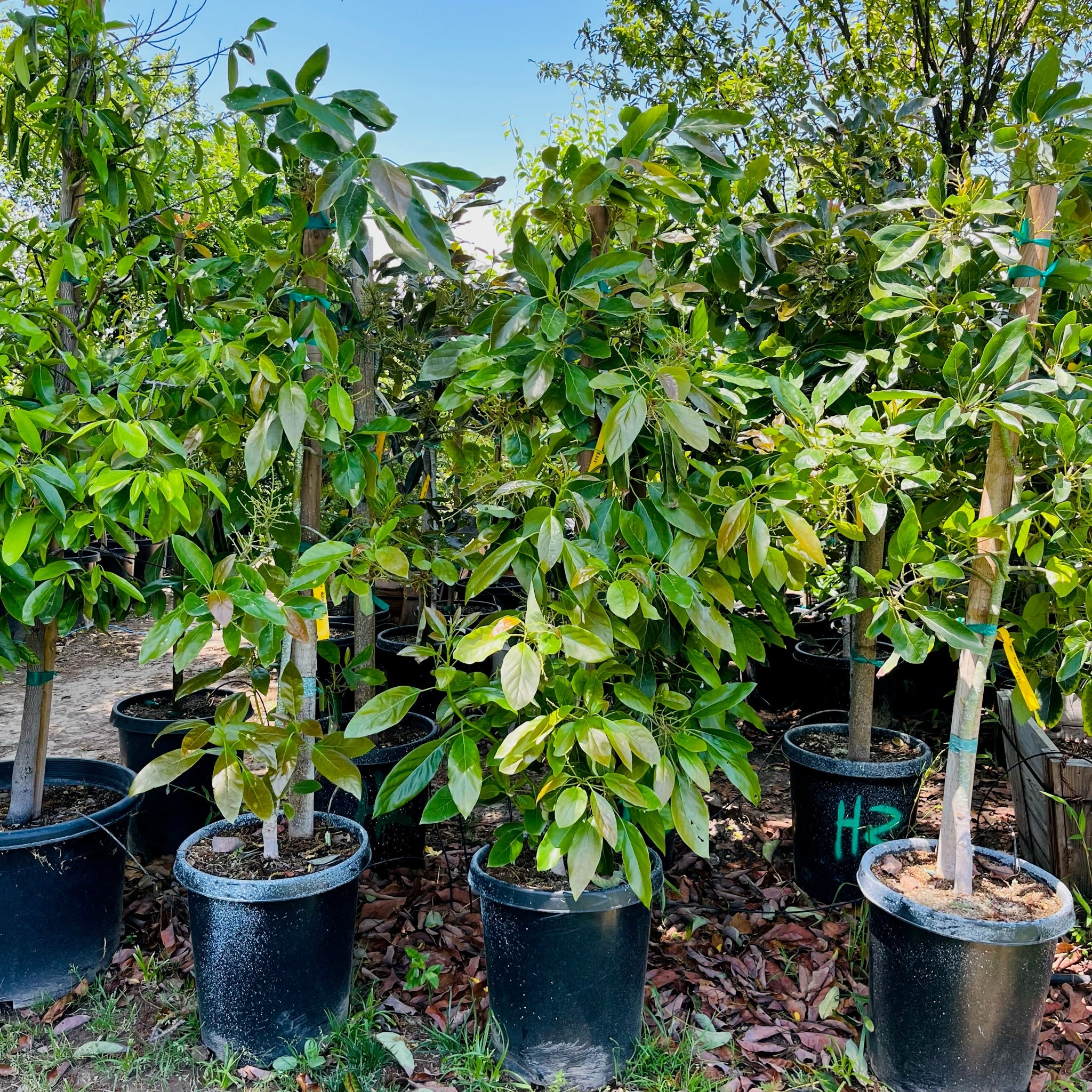 Fuerte Avocado Tree