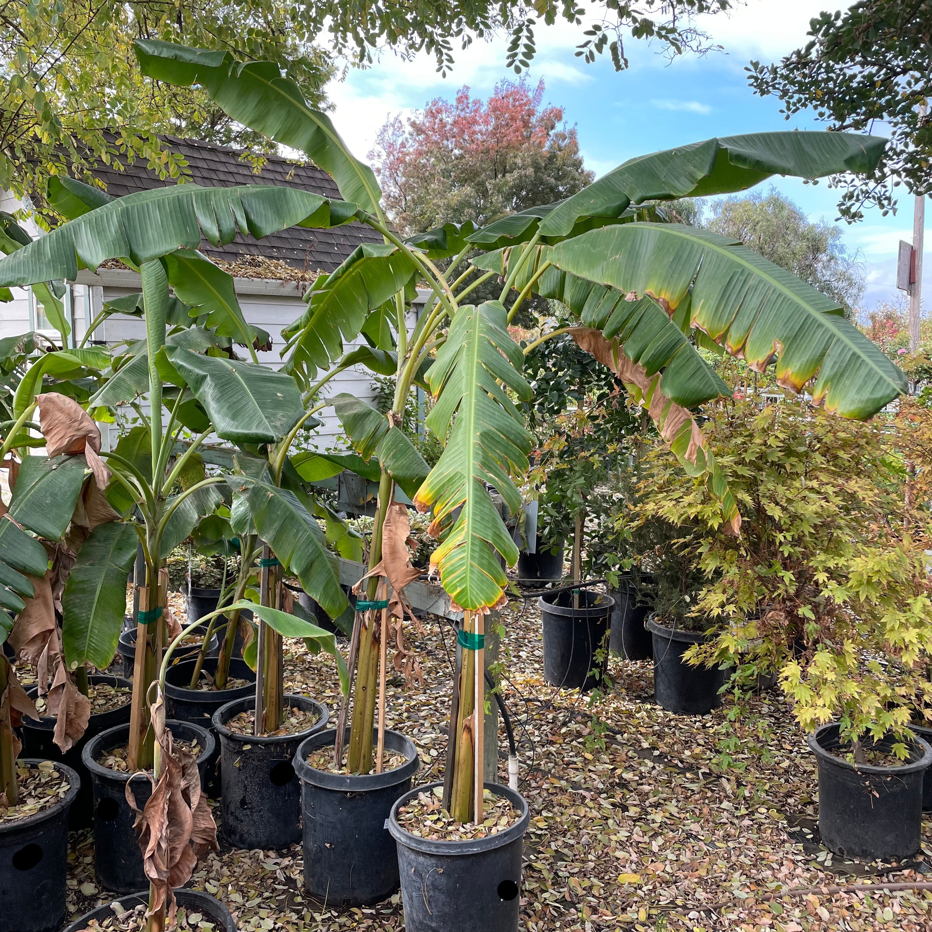 Banana Plant