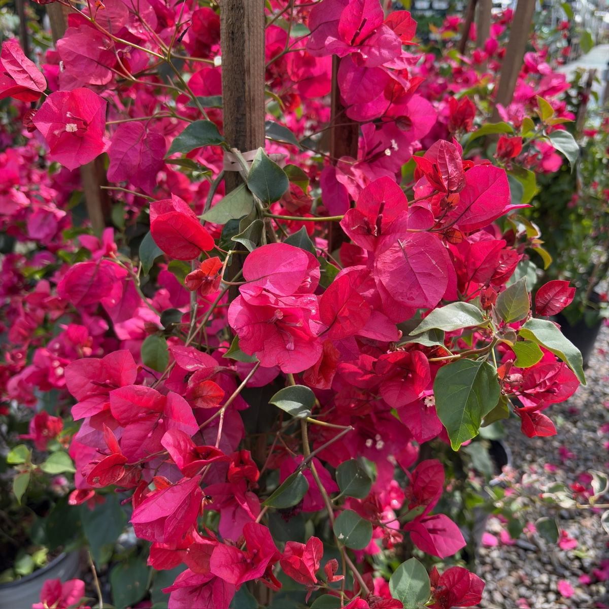Barbara Karst Bougainvillea | Vigorous Red Flowering Vine  Victory Nursery