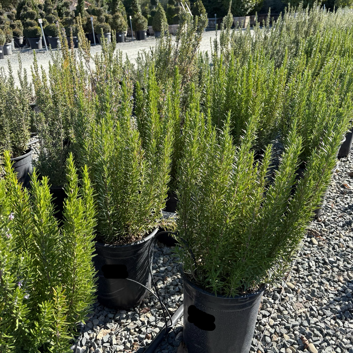 Barbeque Rosemary