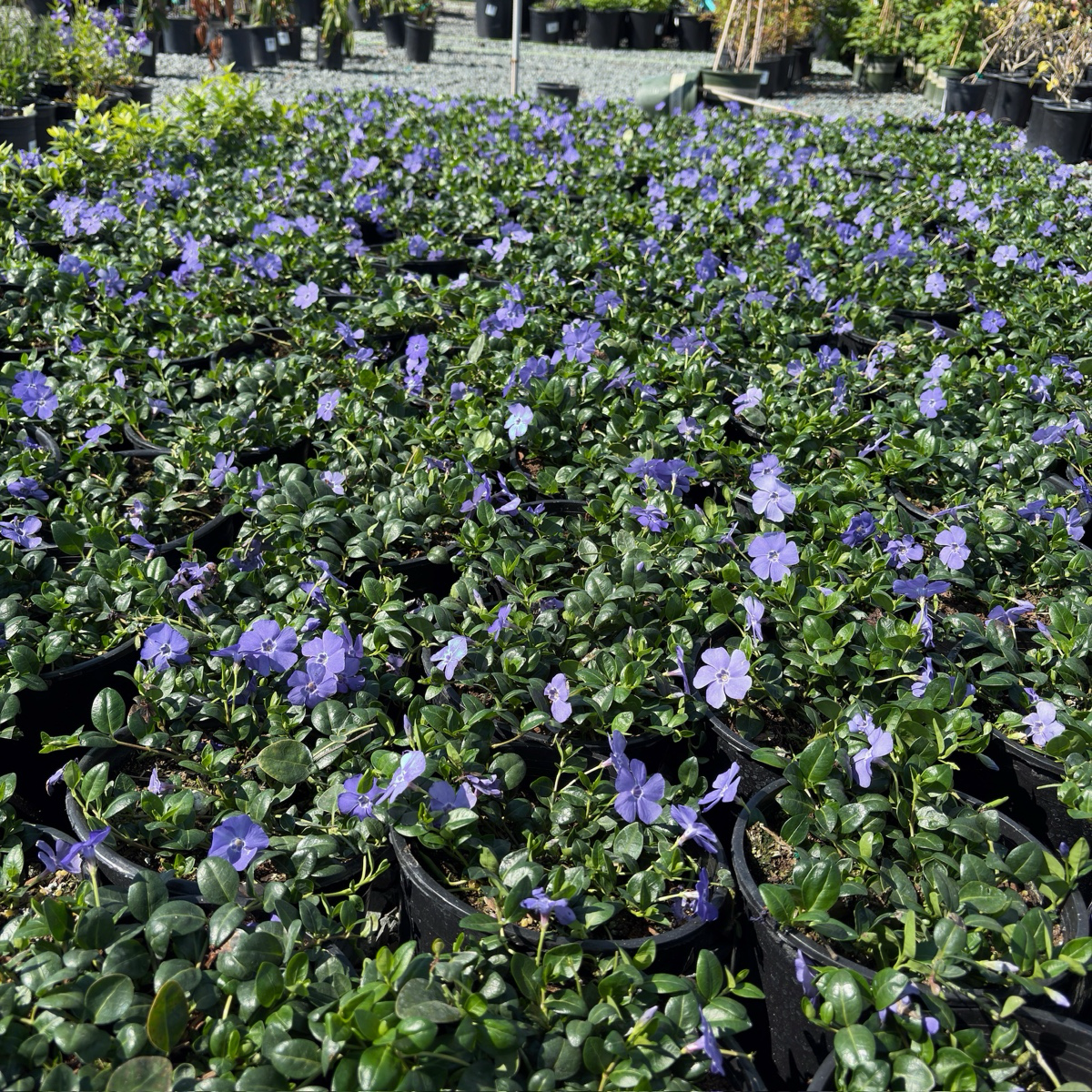 can you grow periwinkle as a house plant Big Leaf Periwinkle