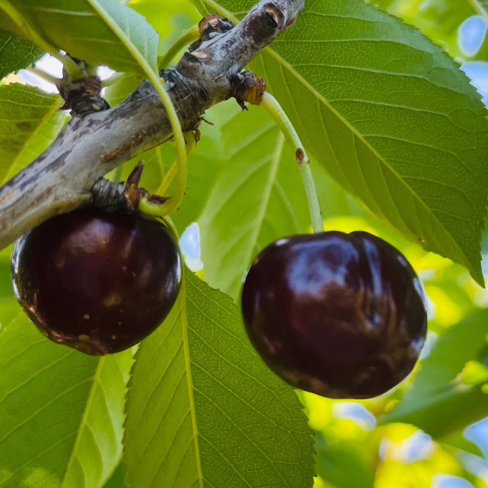 Bing Cherry Tree