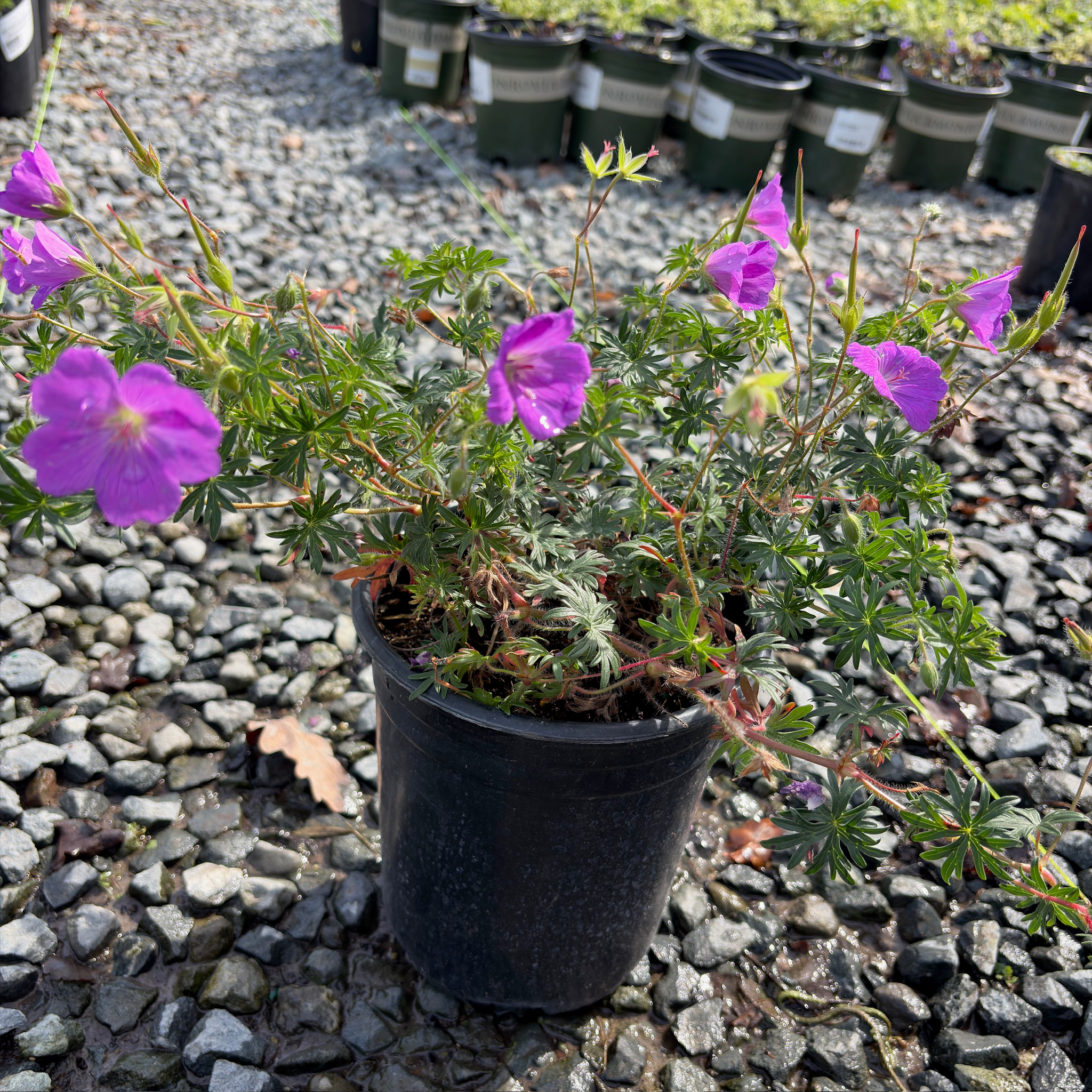 Bloody Cranesbill (Geranium sanguineum) | Long-Blooming Ground