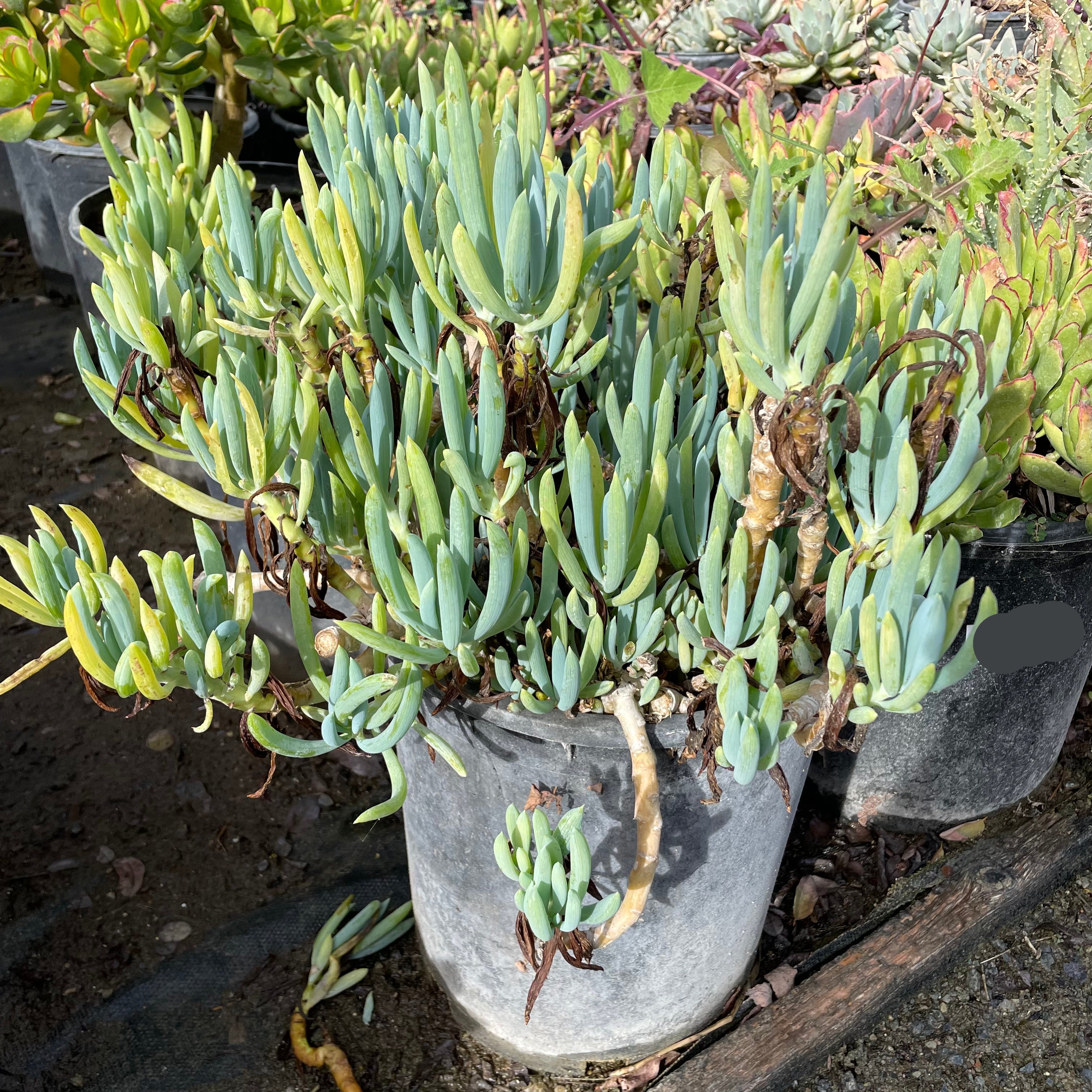 blue trailing succulent Blue Chalk Sticks