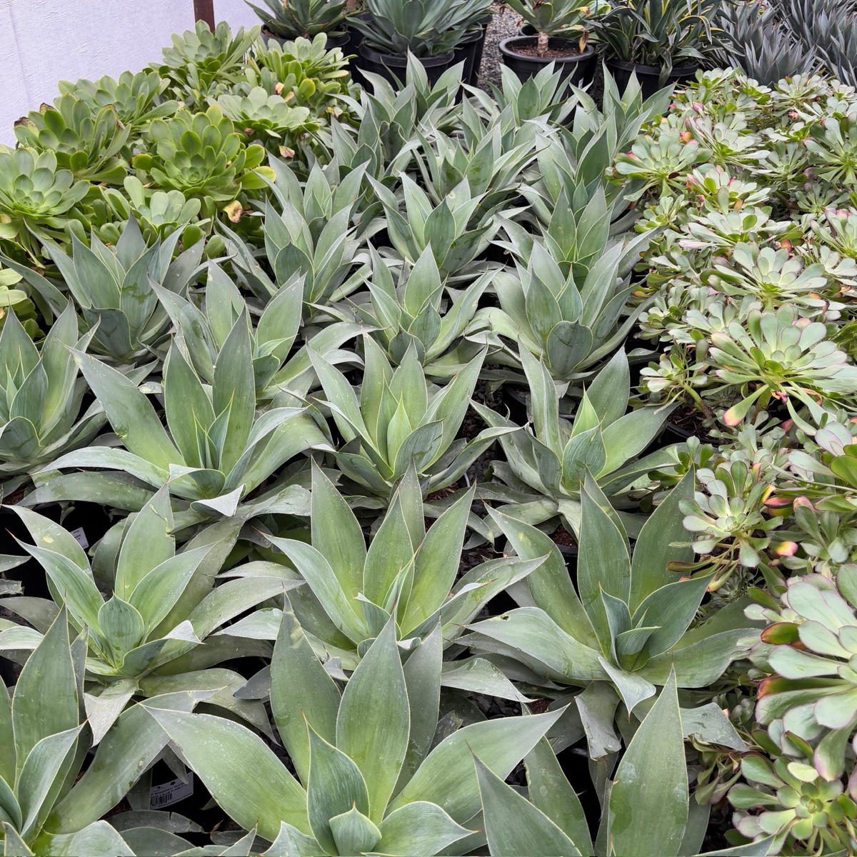 agaven balsam Blue Flame Agave