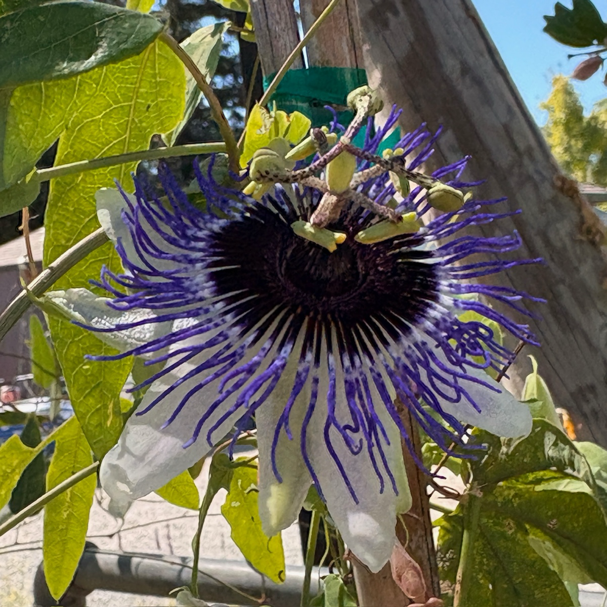 lavender passion flower Blue Horizon Passion Flower