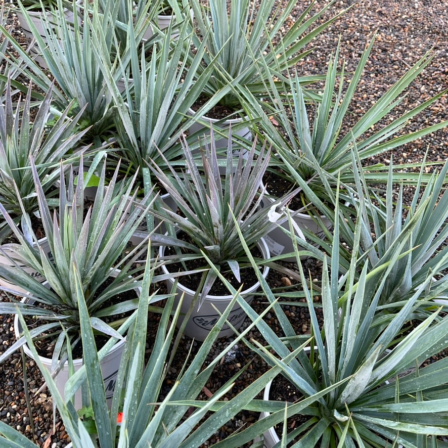 is a yucca plant a succulent Blue Sentry Yucca