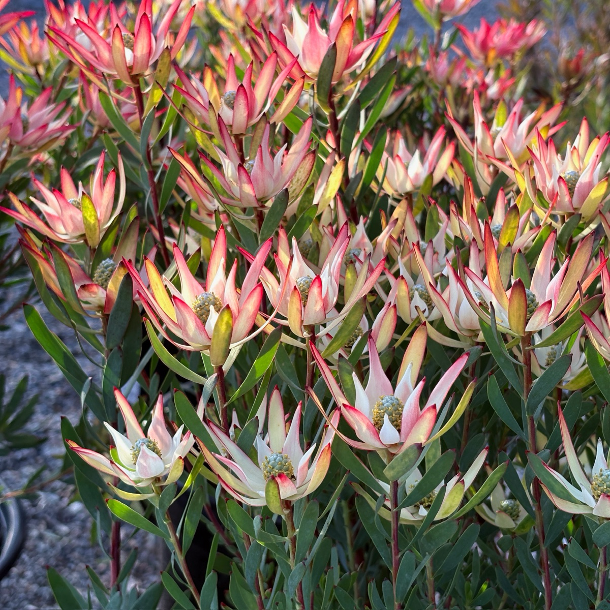 Blush Cone Bush | Soft Pink-Tipped Evergreen Foliage Shrub