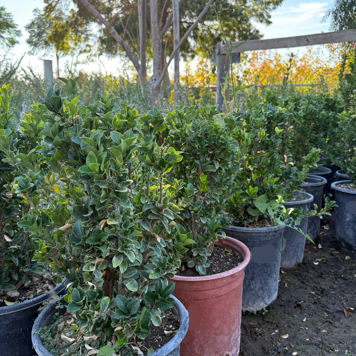 hedge plants for pots Boxleaf Euonymus