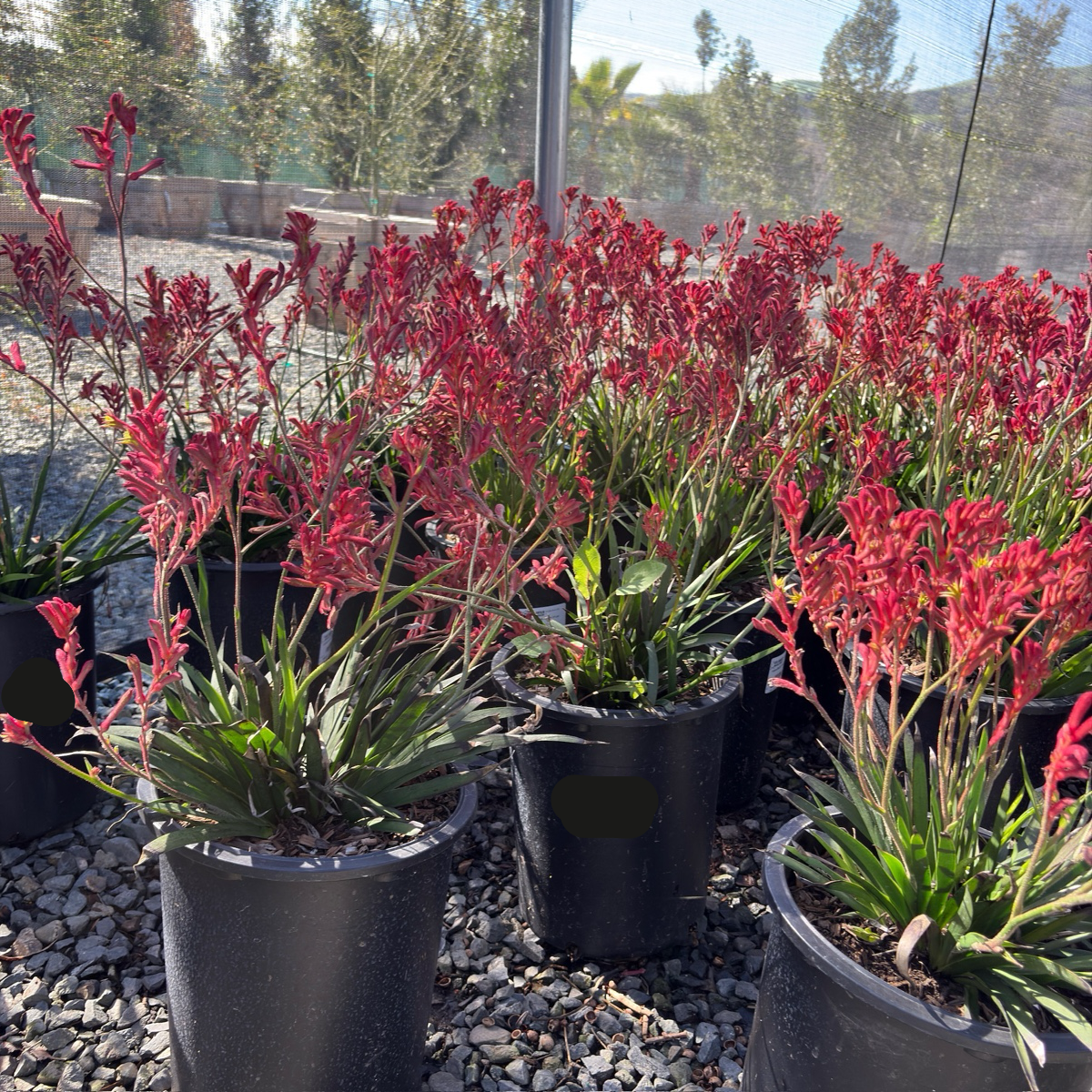 kangaroo paw plant in pots Bush Ranger Kangaroo Paw
