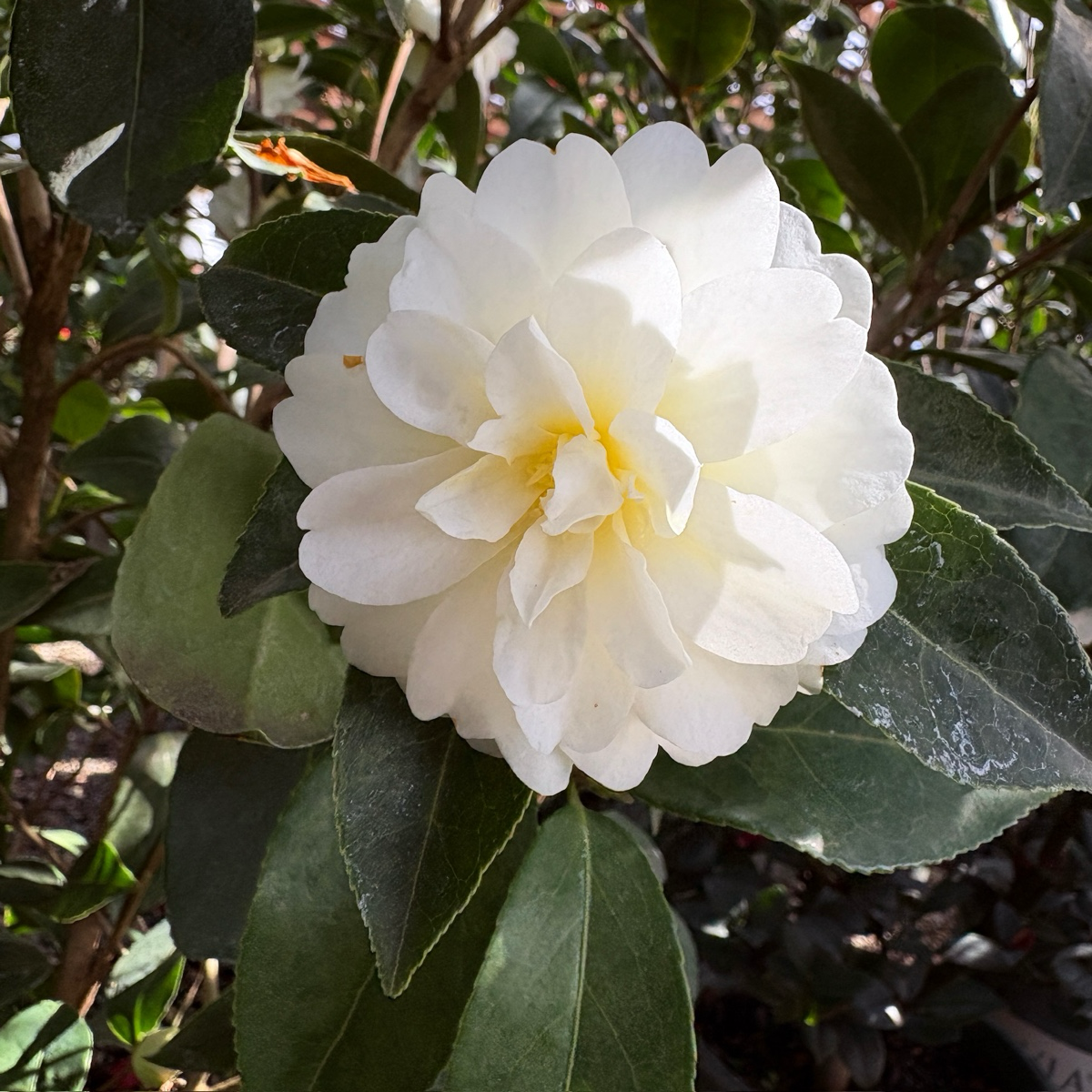 camellia japonica hybrid Buttermint Camellia