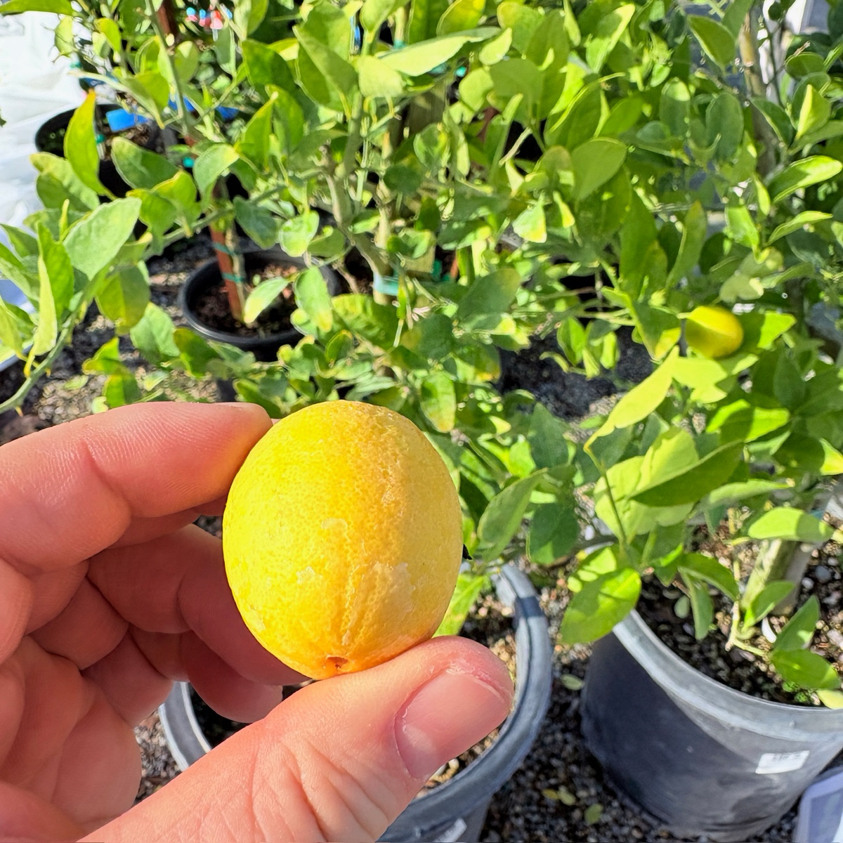 calamondin orange trees for sale Calamondin Citrus Tree