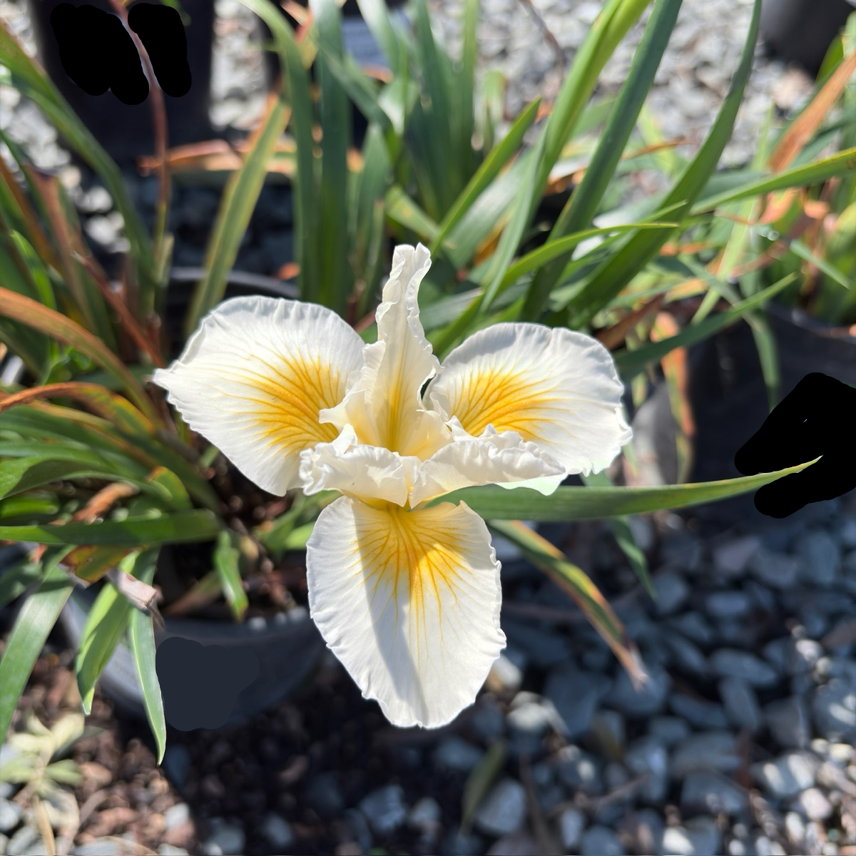 Canyon Snow Pacific Coast Iris | Pure White Spring Blooms