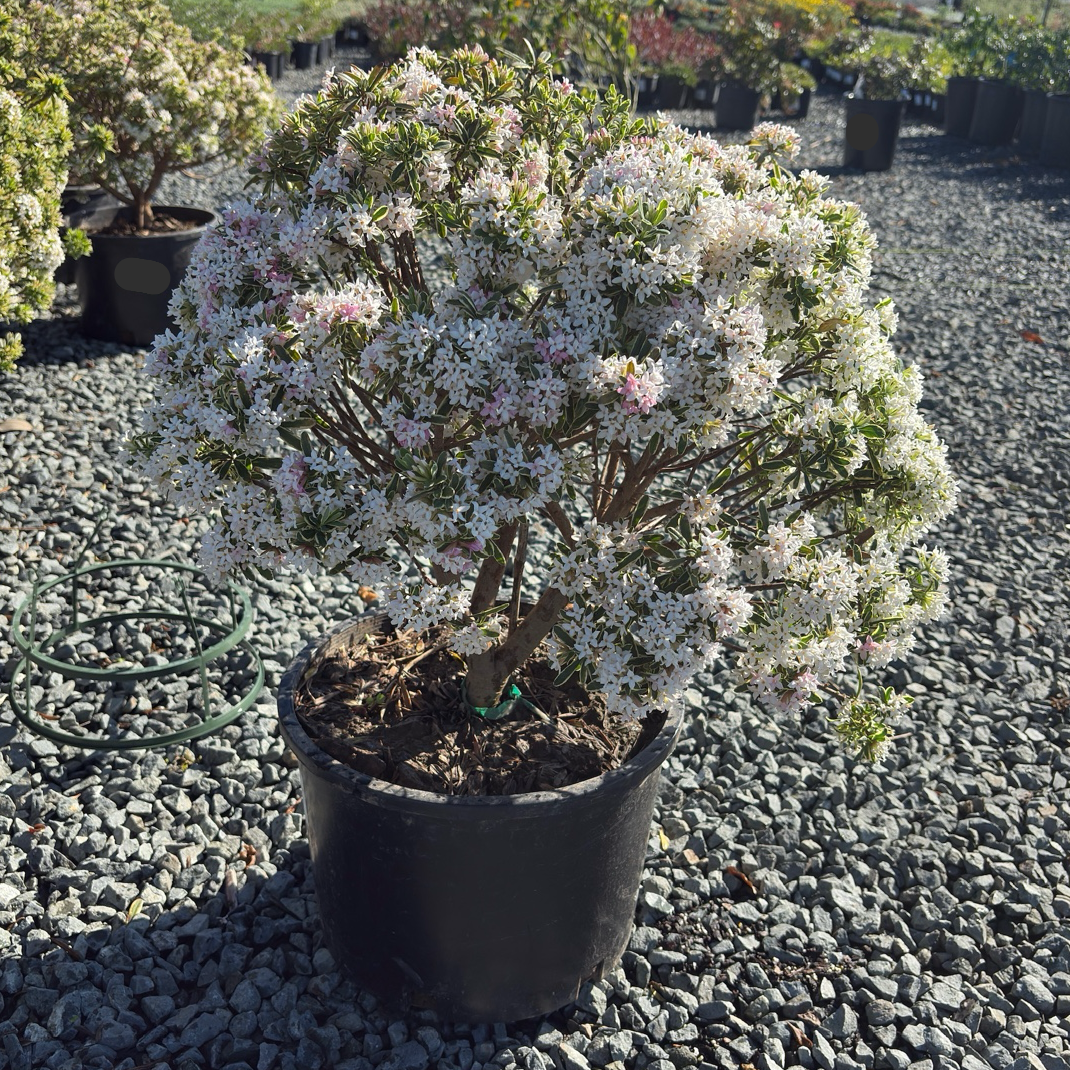 Carol Mackie Daphne | Variegated Fragrant Spring Shrub – Victory