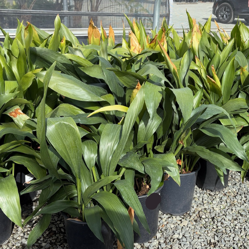 Cast Iron Plant