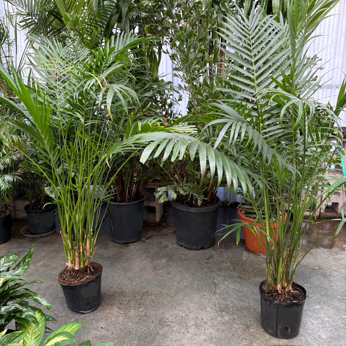 cat palm outside Cat Palm