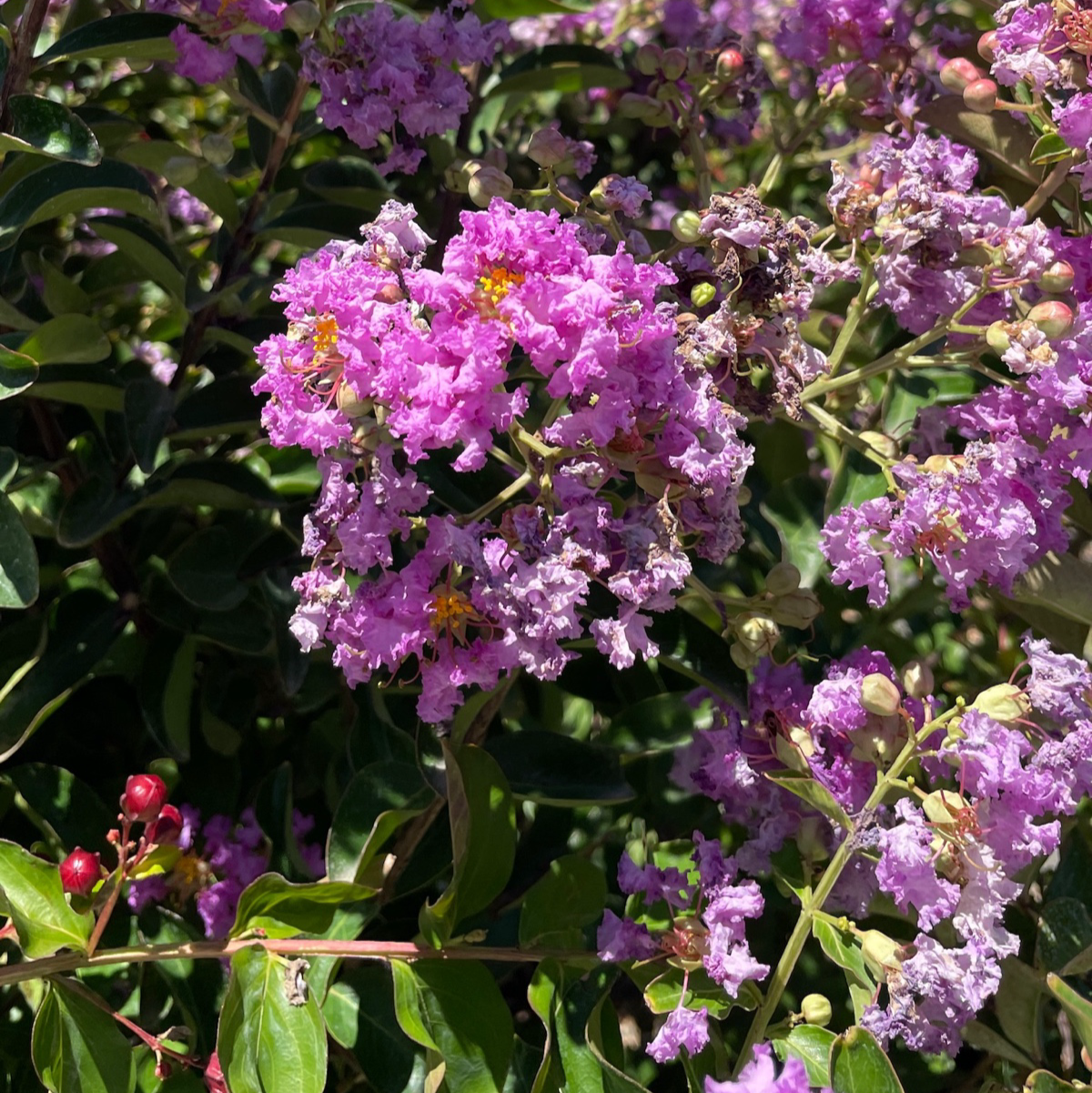 lavender lace crape myrtle tree Catawba Crape Myrtle