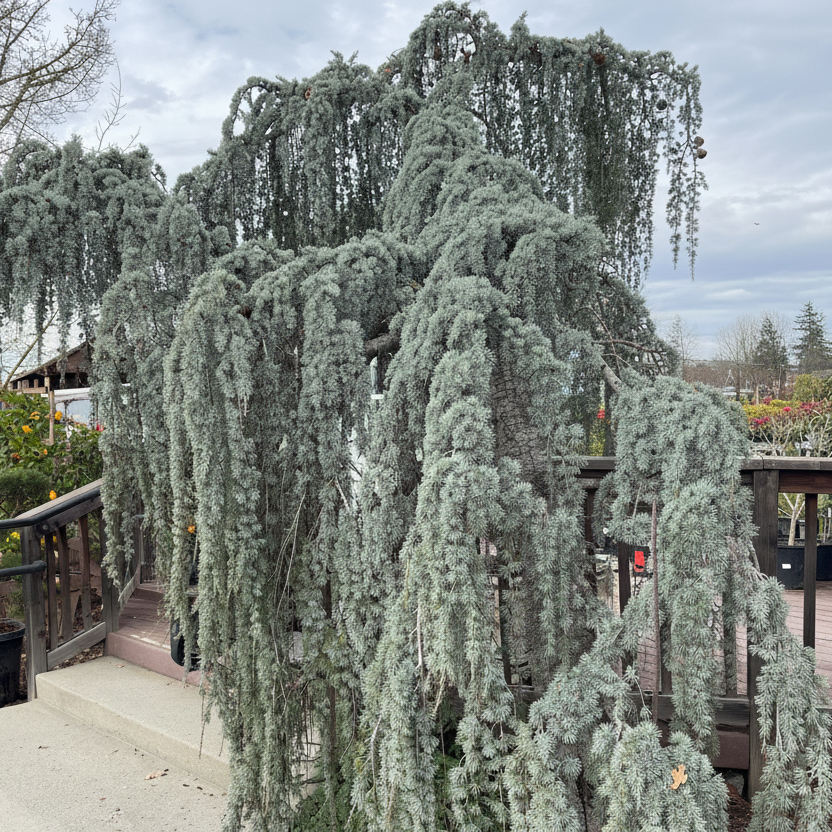 Weeping Blue Atlas Cedar