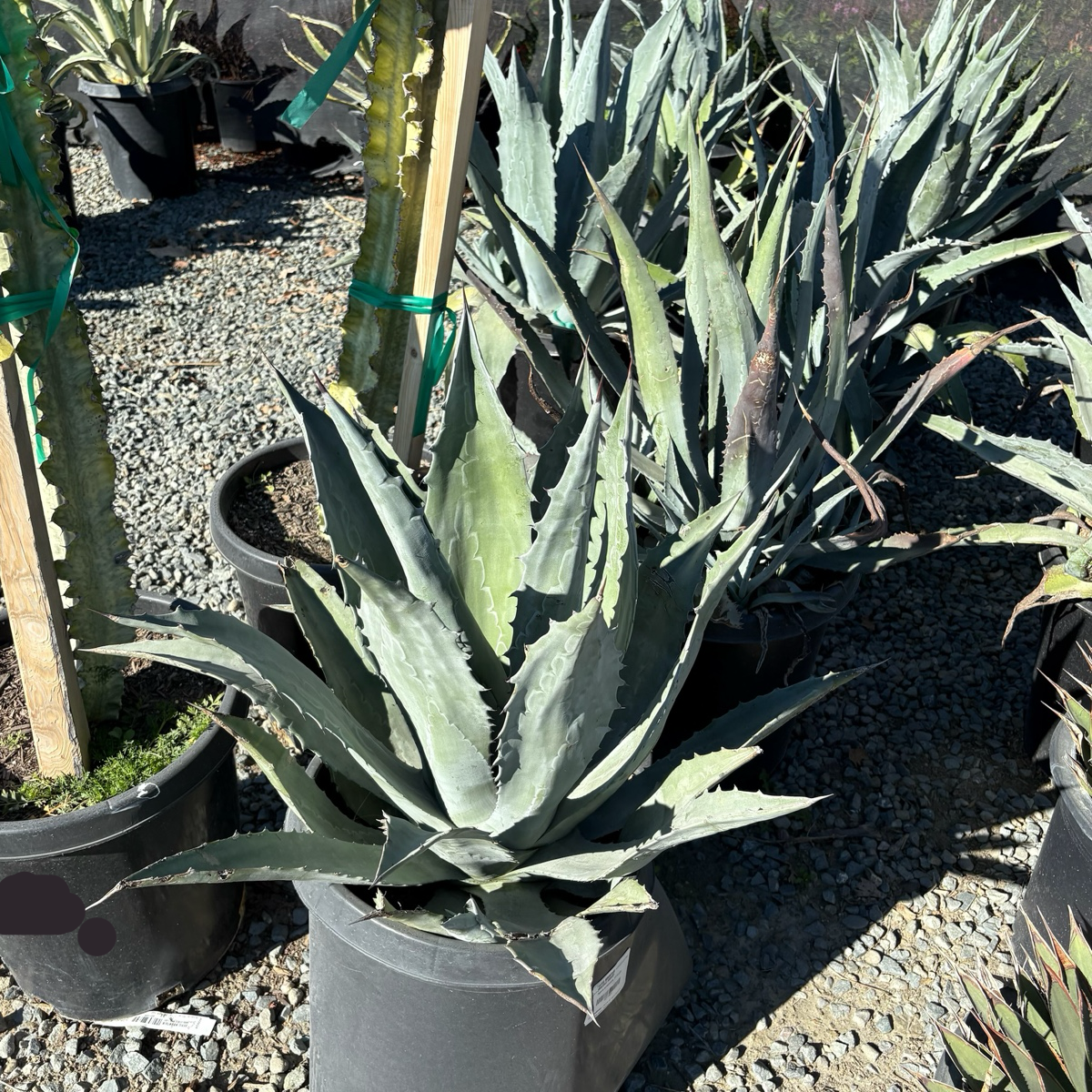 agave americana succulent Century Plant