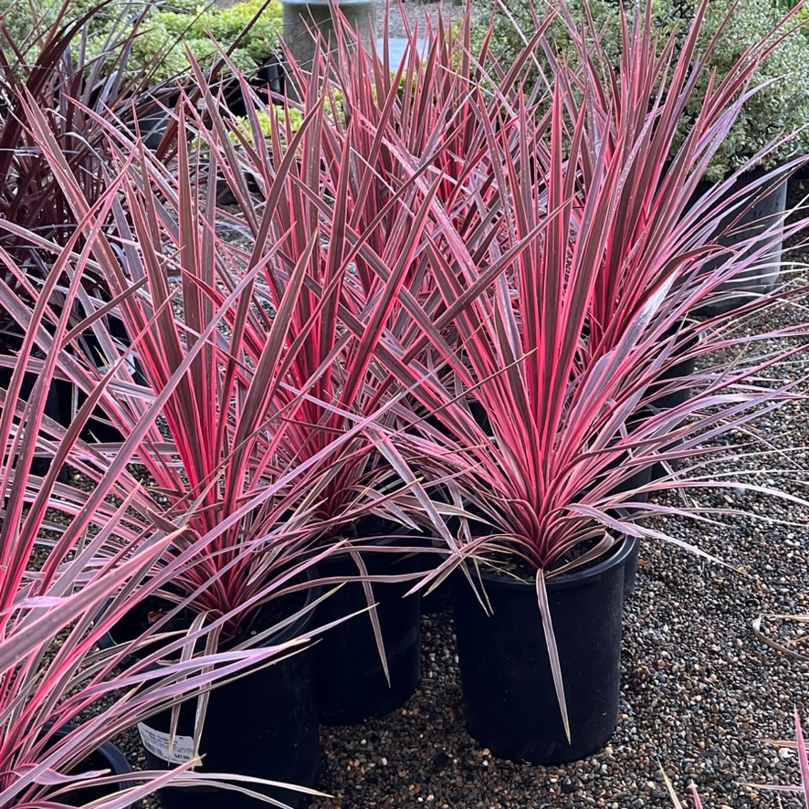 cordyline australis plant Charlie Boy Cordyline