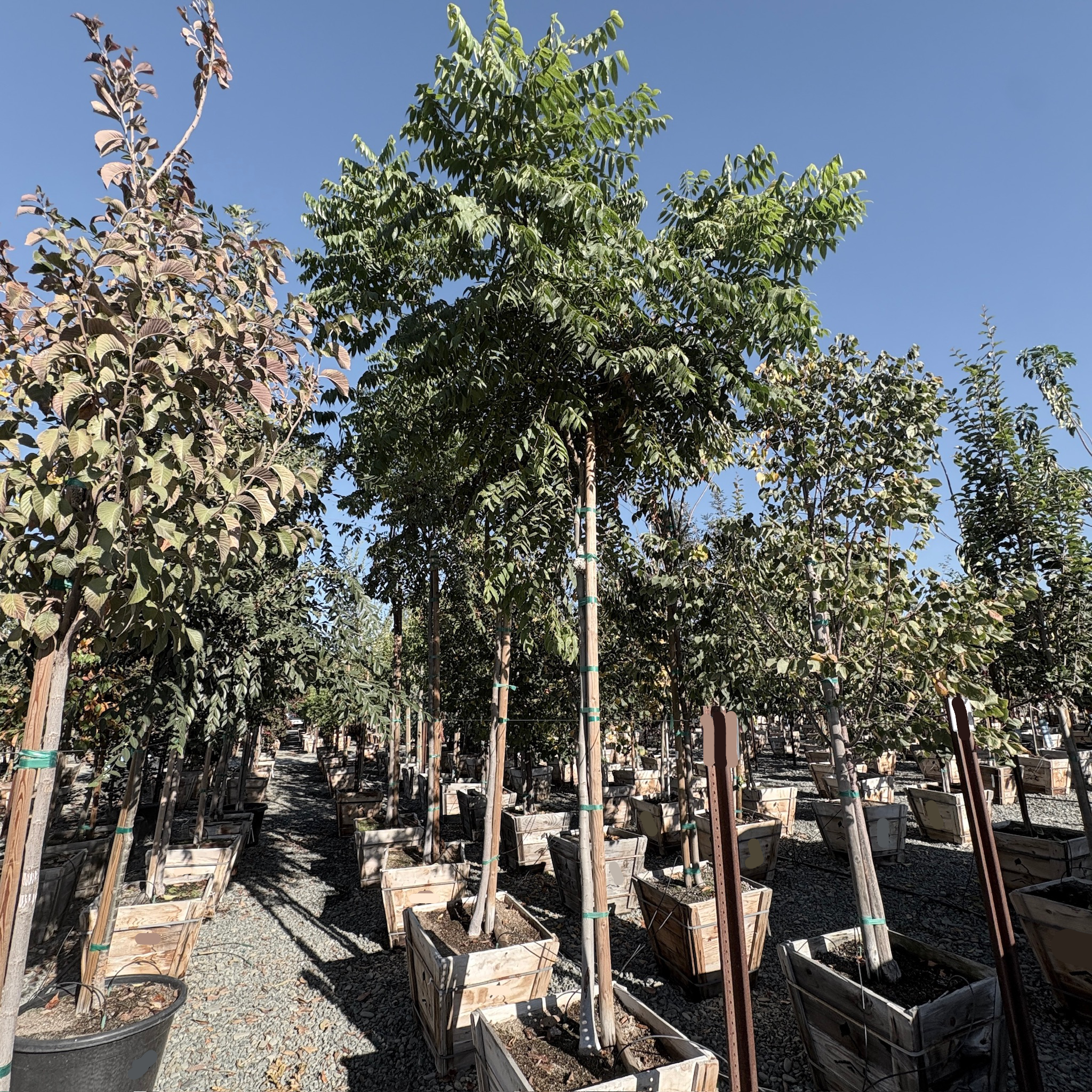planting flame tree seeds Chinese Flame Tree