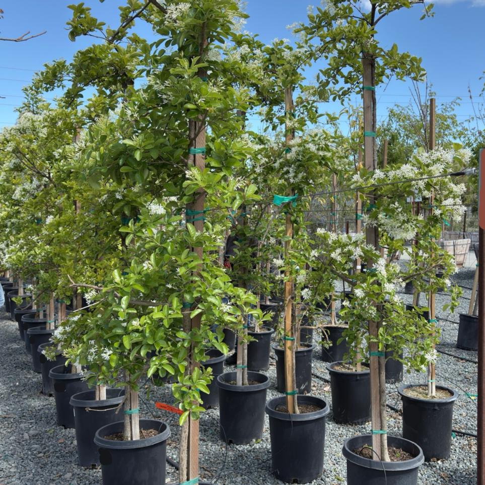 chinese tree plant Chinese Fringe Tree