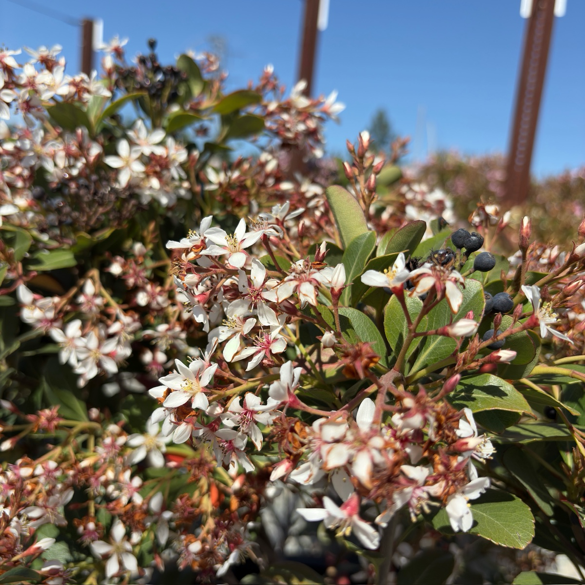 indian hawthorn plant fertilizer Clara Indian Hawthorn