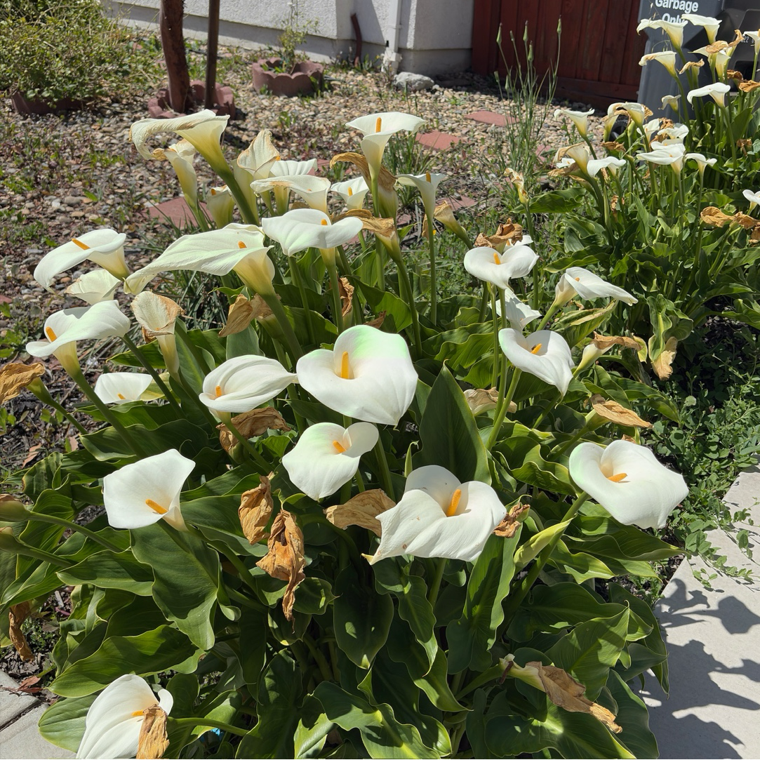 large calla lily plants Common Calla Lily (Zantedeschia aethiopica)
