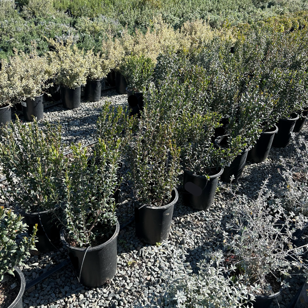 myrtle house plant Common Myrtle