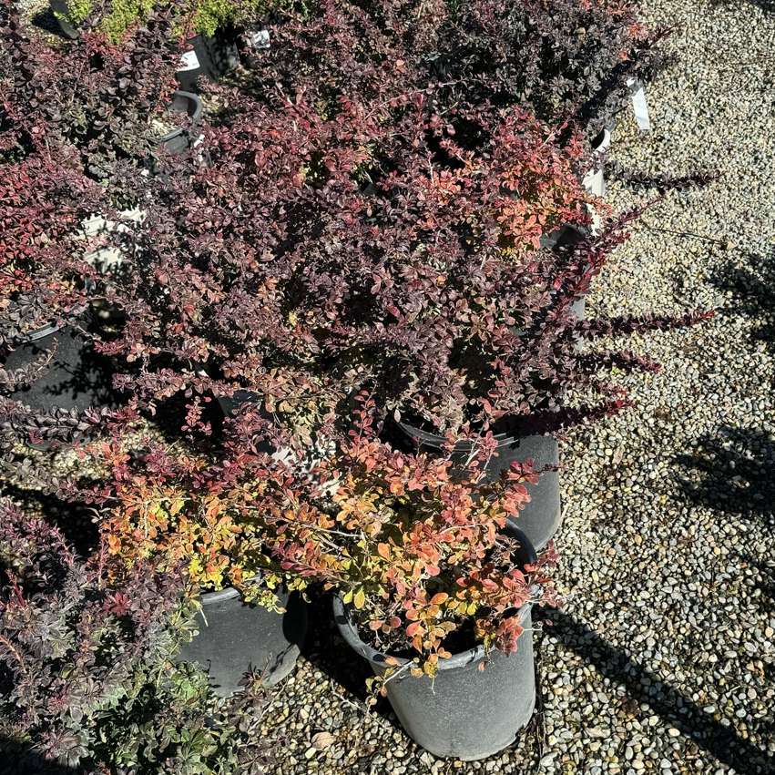 barberry plant Crimson Pygmy Barberry
