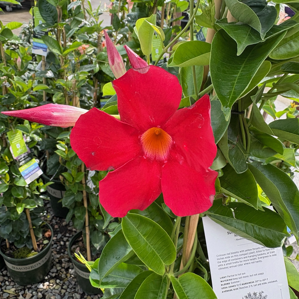 hanging mandevilla plant Sun Parasol Crimson Mandevilla