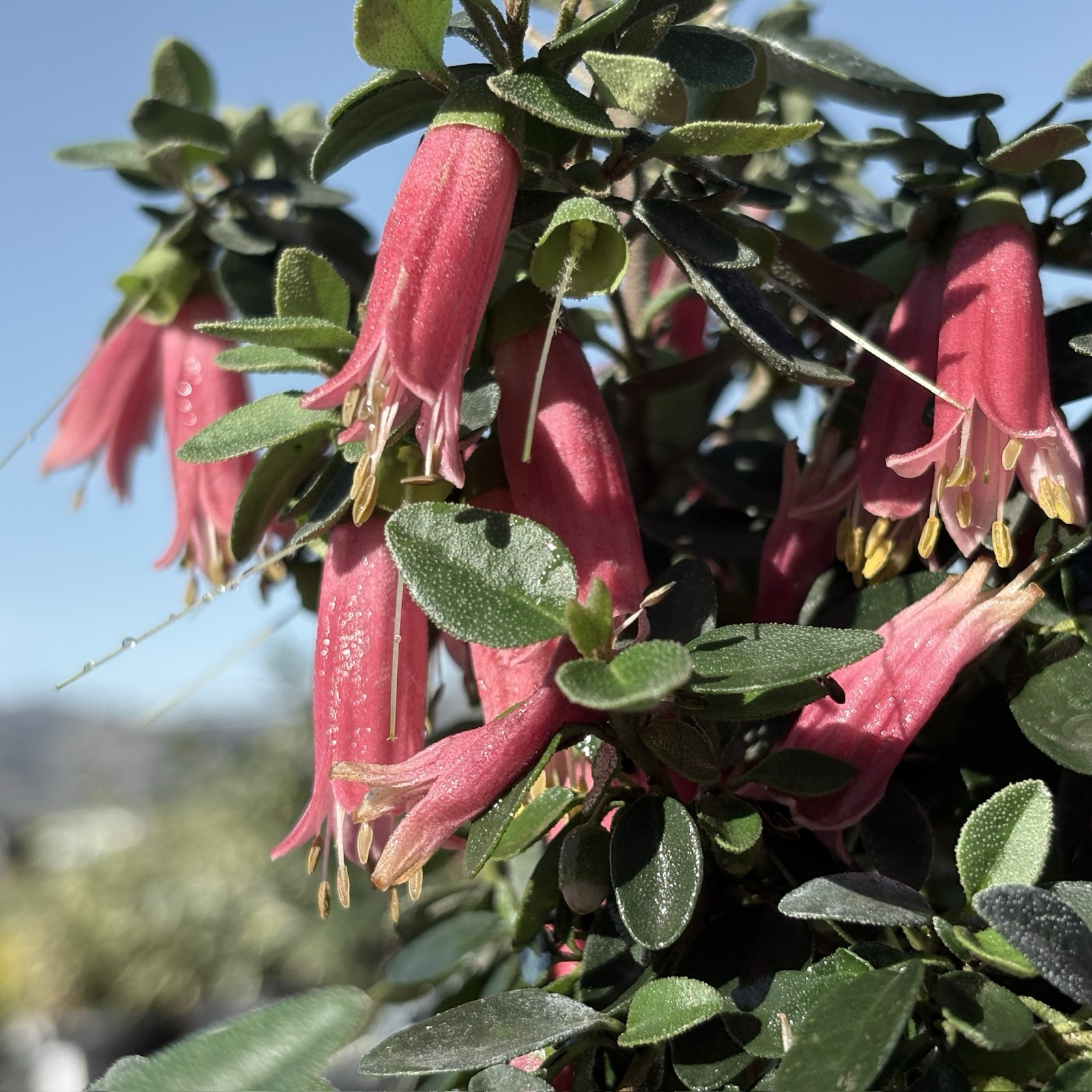 Dusky Bells Australian Fuchsia | Drought-Tolerant Pink Flowering
