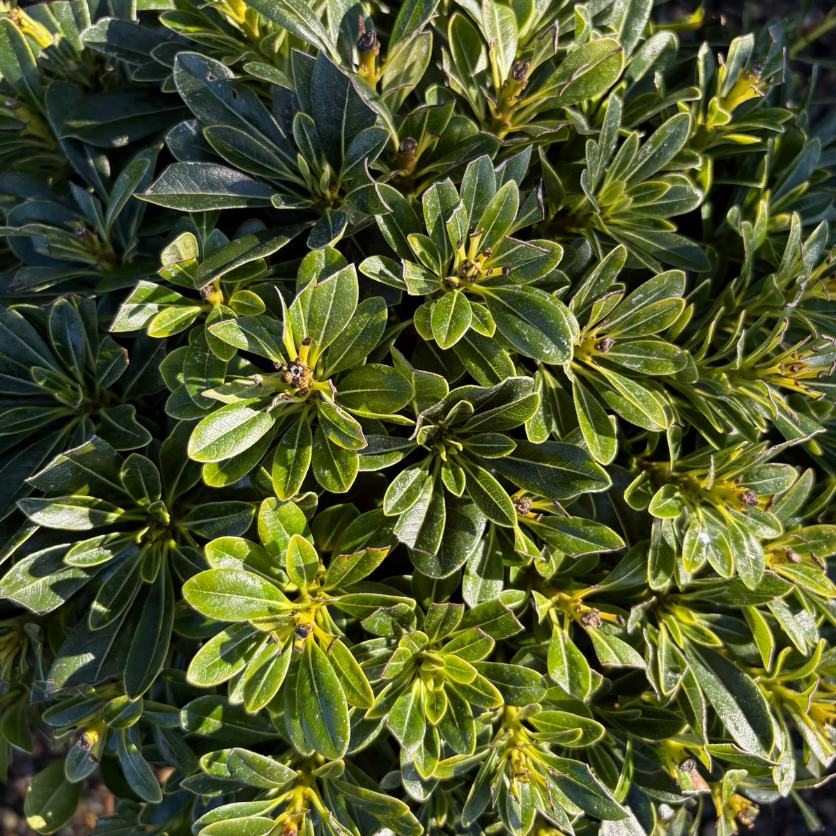 Dwarf Karo Pittosporum | Compact Coastal Evergreen Shrub – Victory